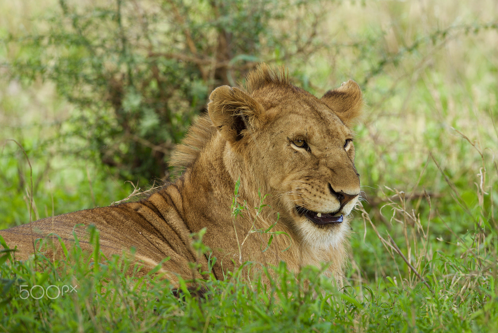 Canon EF 500mm F4L IS II USM sample photo. Lion 8 photography