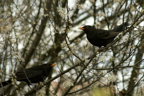 Sony Alpha DSLR-A200 + Minolta AF 100-300mm F4.5-5.6 sample photo. Kos  (turdus merula) photography