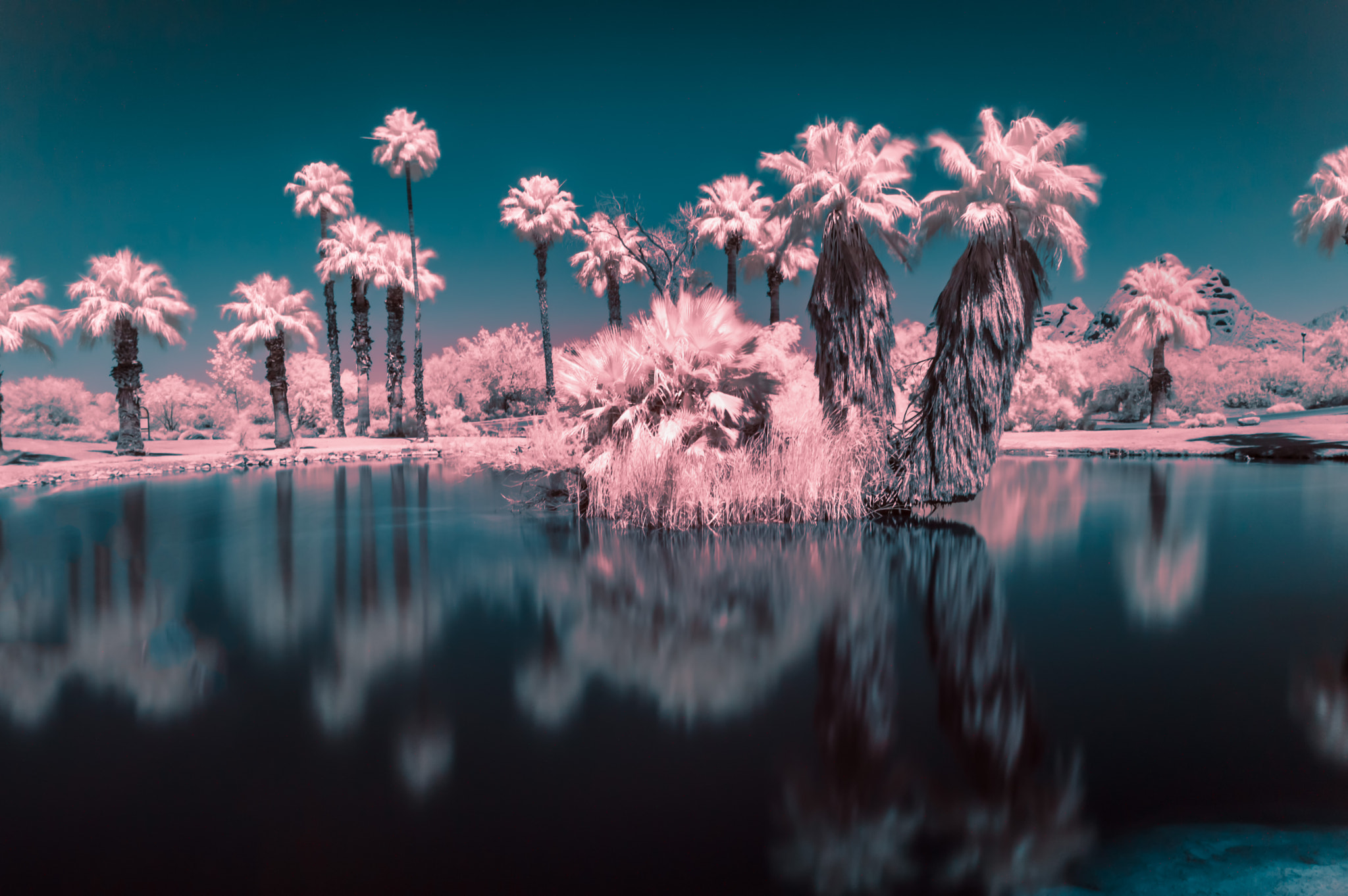 Nikon D3200 + Nikon AF-S Nikkor 20mm F1.8G ED sample photo. The palms photography