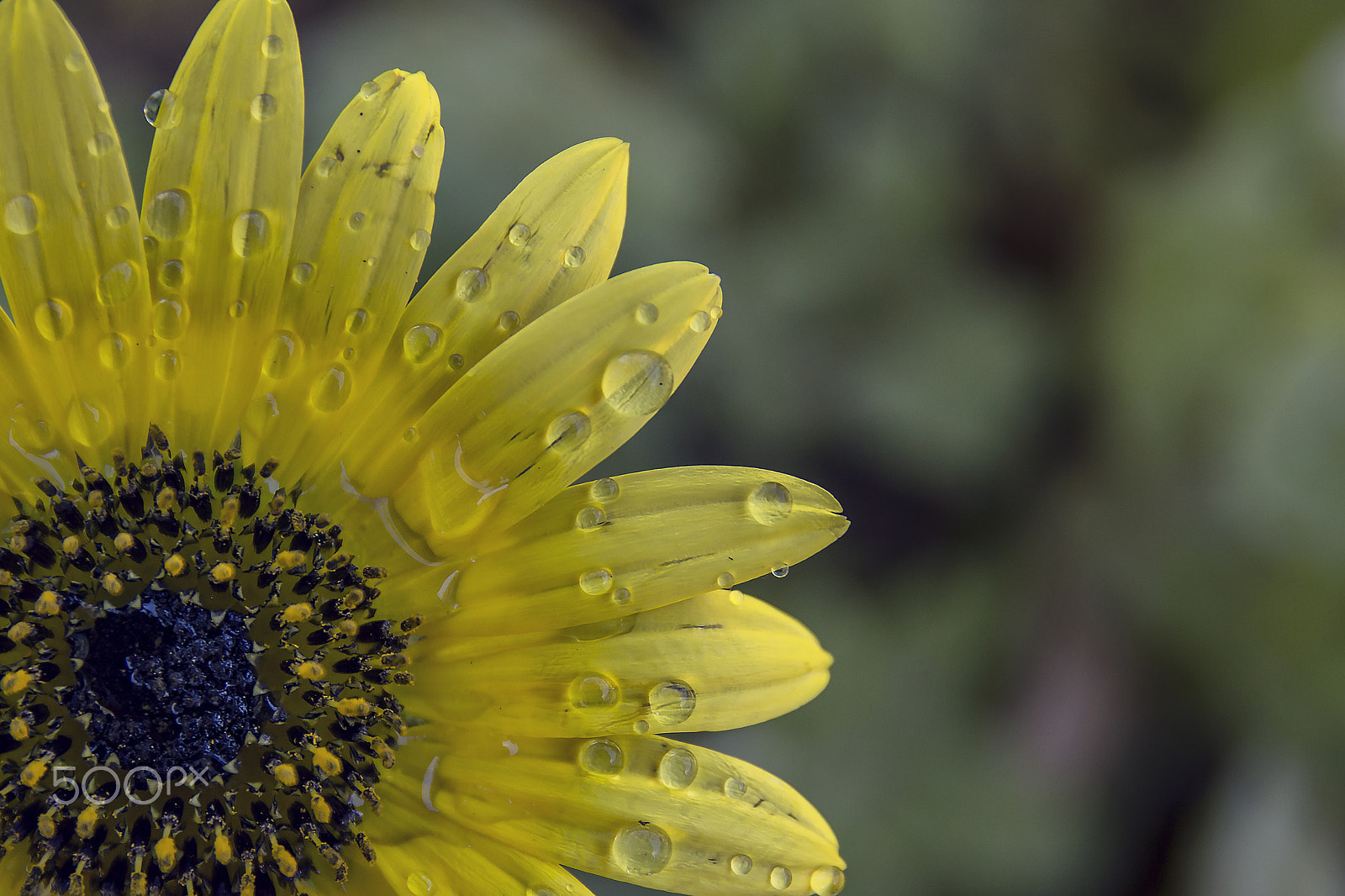 Nikon D3200 + Sigma 17-70mm F2.8-4 DC Macro OS HSM | C sample photo. Dsc_8279.jpg photography