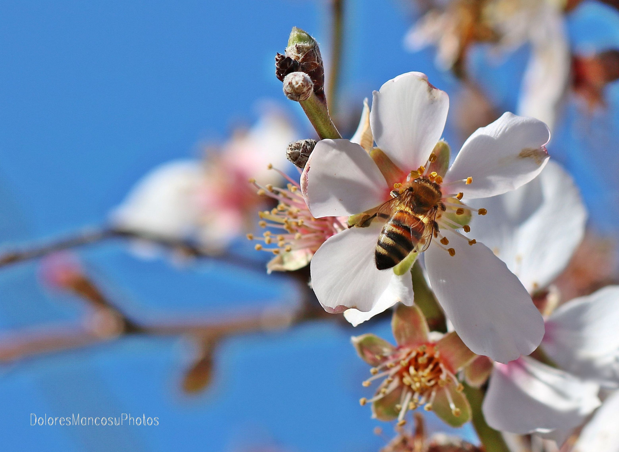 Canon EF 70-300mm F4-5.6 IS USM sample photo. The bee photography