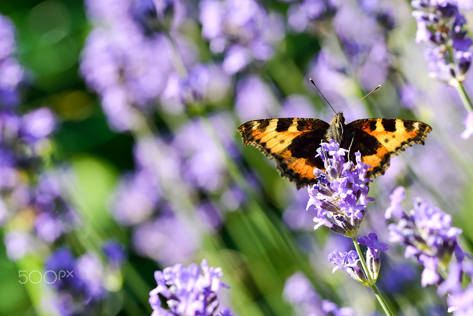 Sigma 105mm F2.8 EX DG OS HSM sample photo. Large tortoiseshell photography