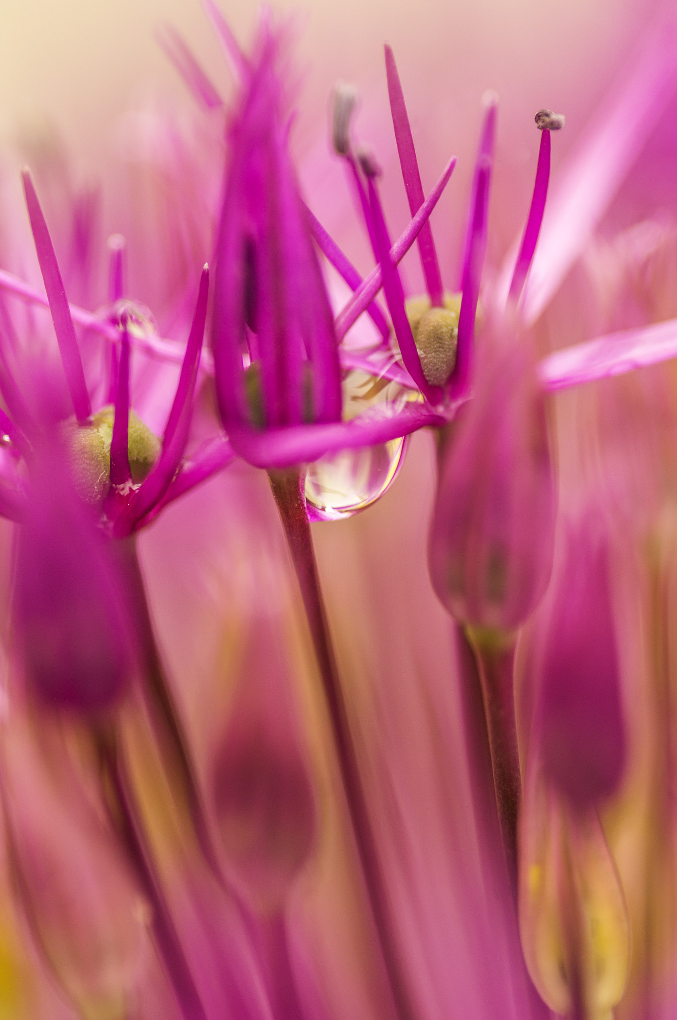 Pentax K-r + Sigma sample photo. Onion and rain drop photography