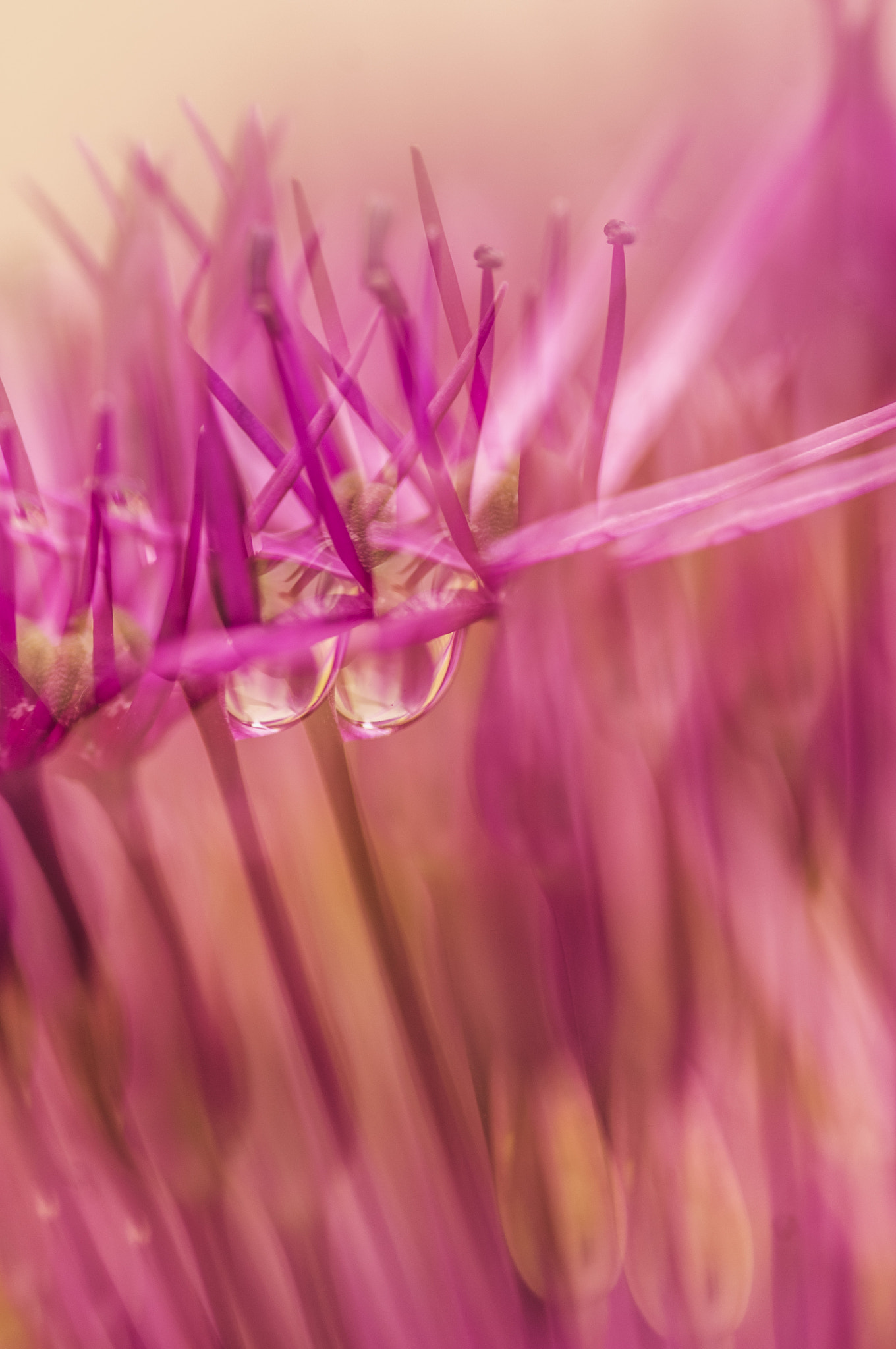 Pentax K-r + Sigma sample photo. Multi onion photography