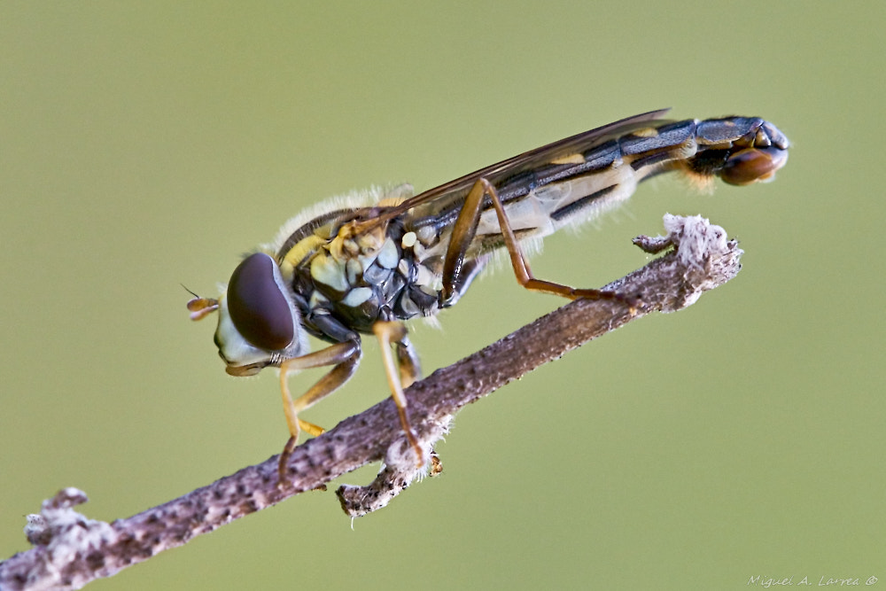 Sony ILCA-77M2 sample photo. Syrphidae photography