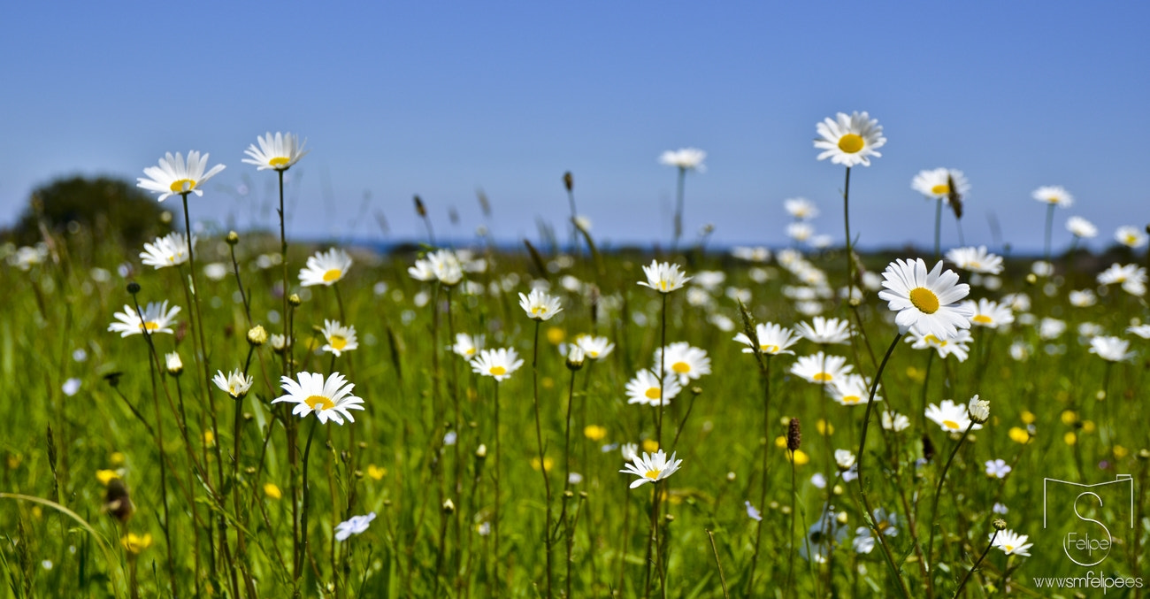 Nikon D7000 + Sigma 17-70mm F2.8-4 DC Macro OS HSM | C sample photo. Spring colors! photography