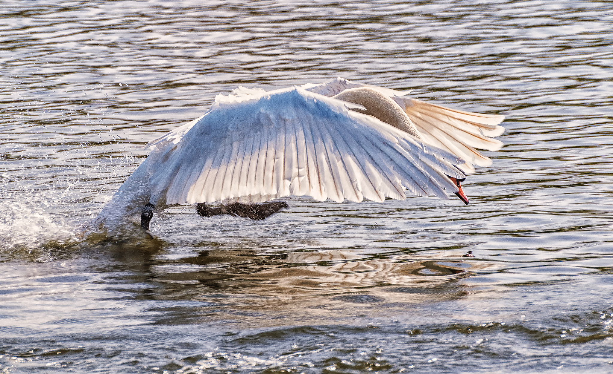 Pentax K-S1 + Sigma sample photo. Swan take off  photography