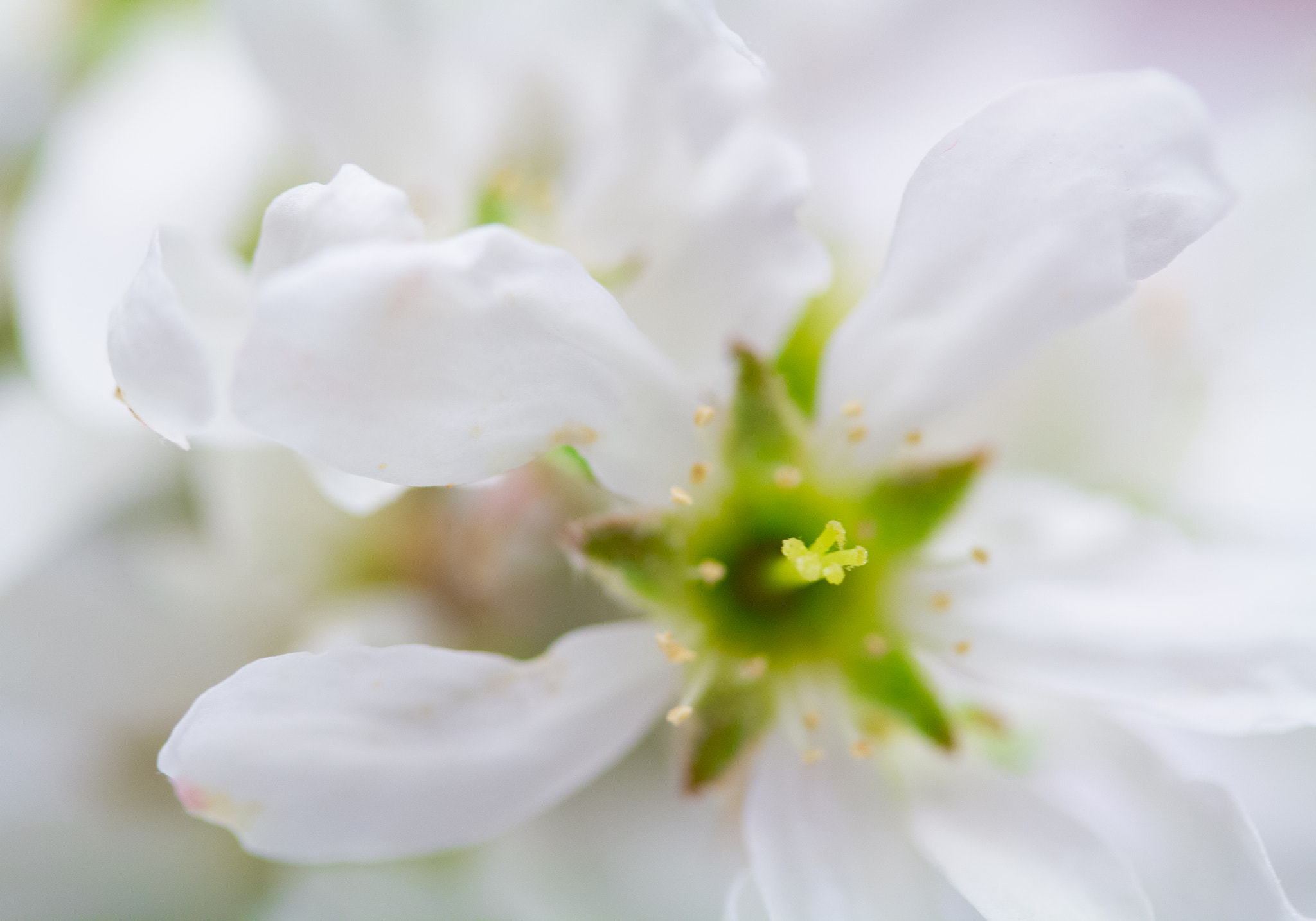 Canon EF-S 60mm F2.8 Macro USM sample photo. Starburst blossom photography