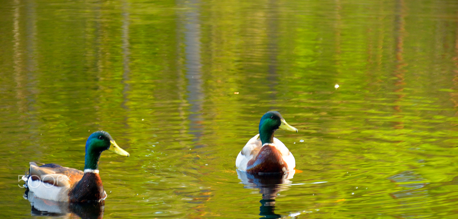 Sigma 18-200mm F3.5-6.3 DC OS HSM sample photo. Ducks photography