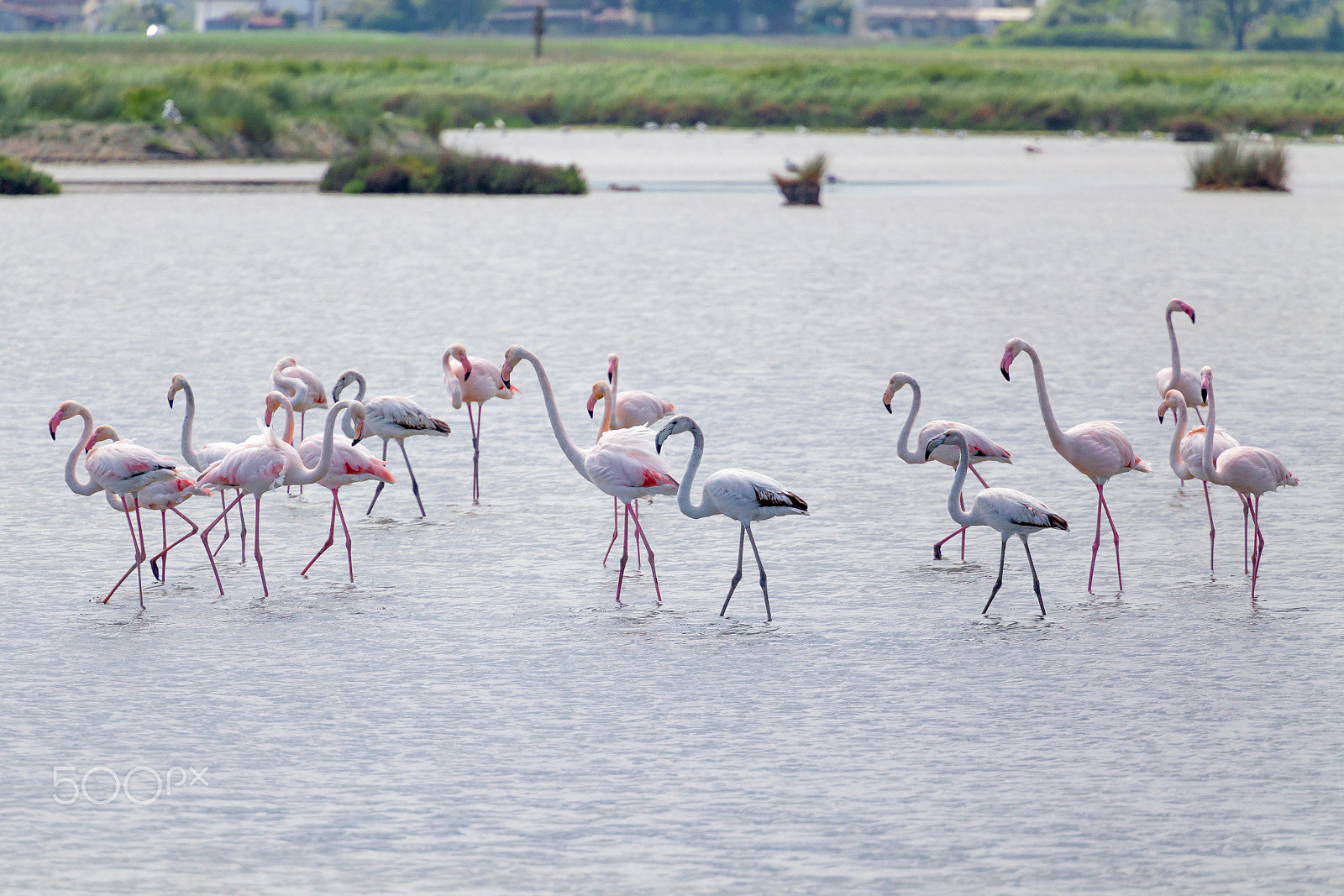Canon EF 70-200mm F4L USM sample photo. Grey and pink italian flamingos photography