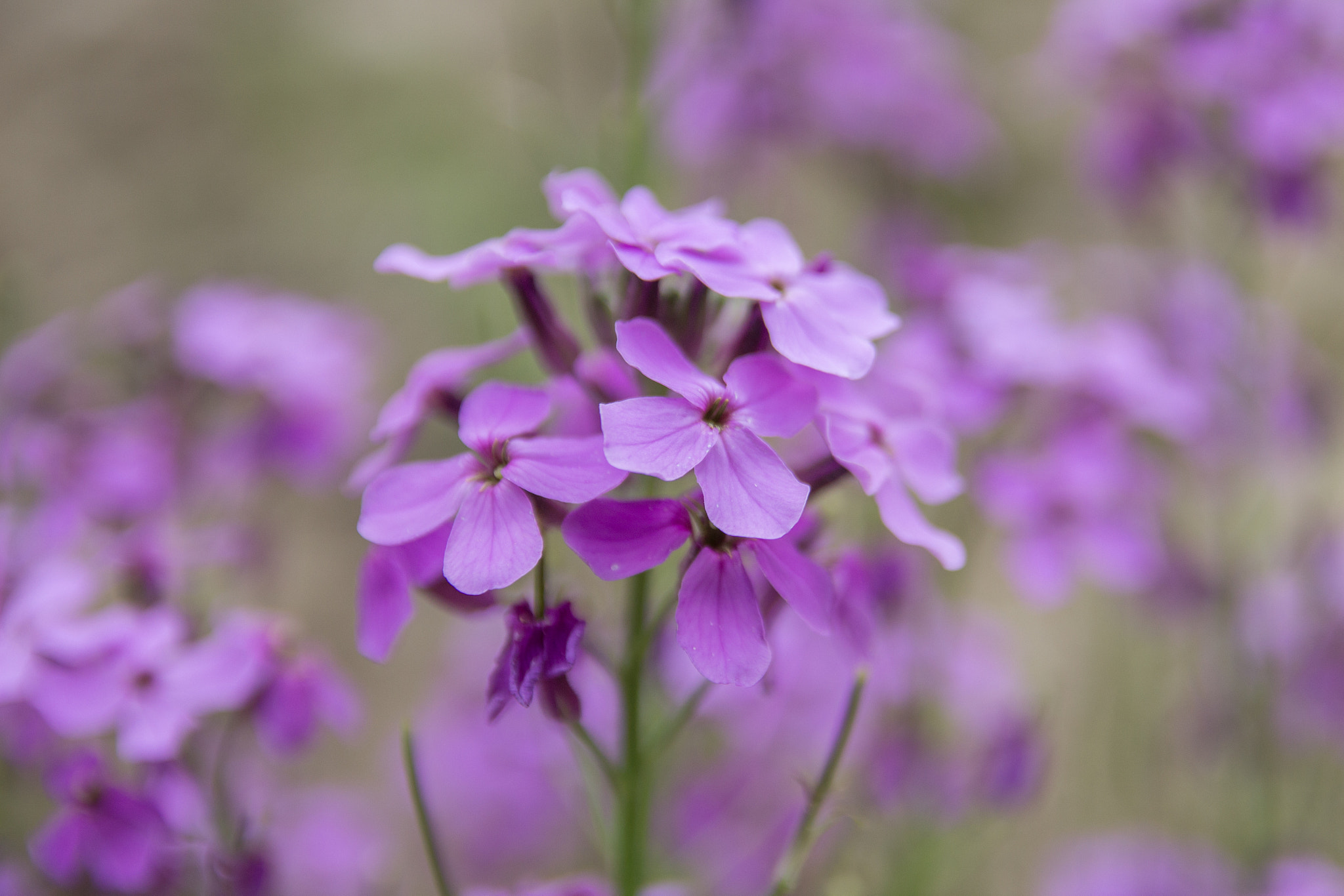Canon EF-S 17-55mm F2.8 IS USM sample photo. Purple mountain tundra photography
