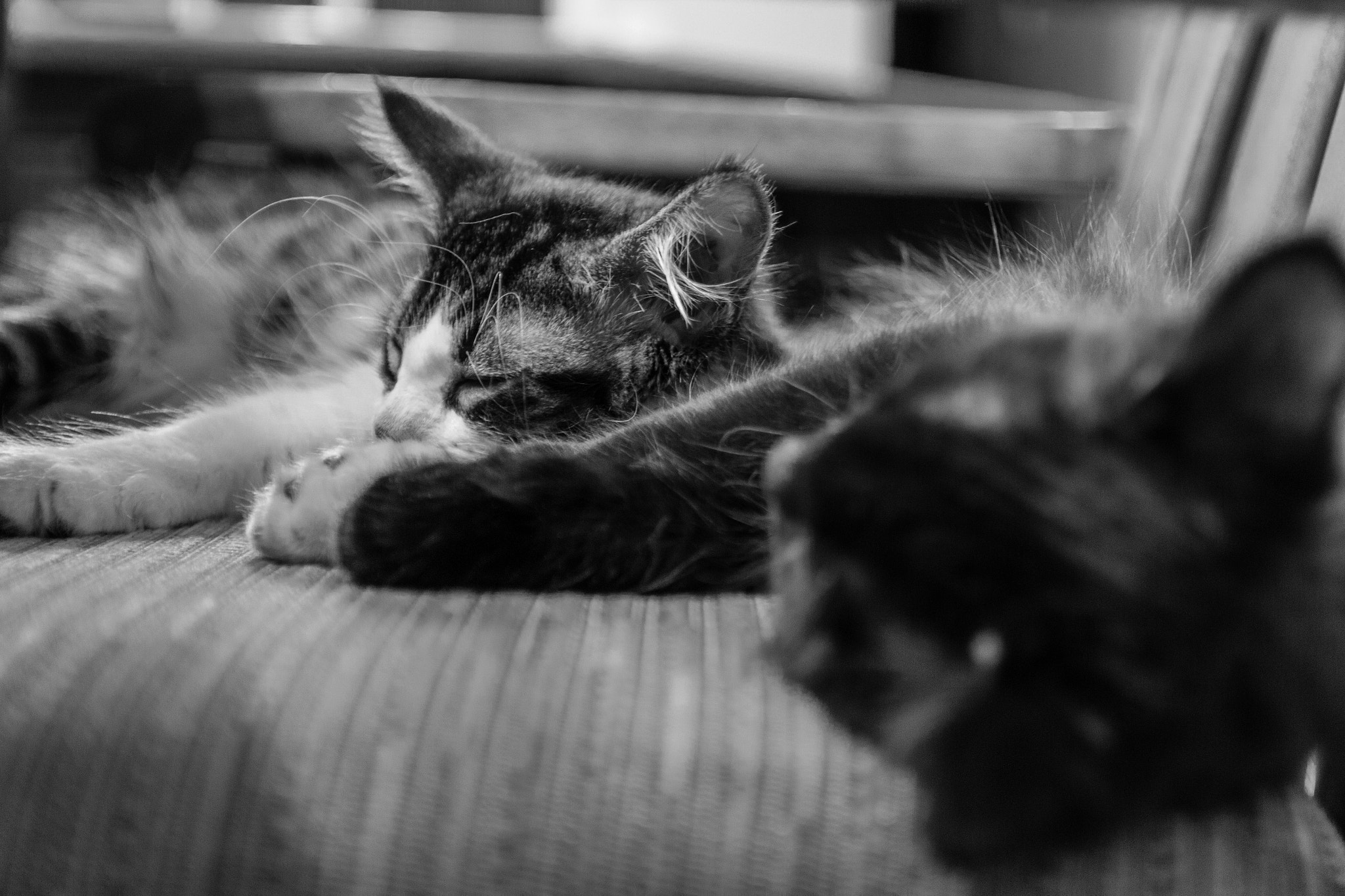 Canon EF-S 17-55mm F2.8 IS USM sample photo. Smokey and bandit bw photography