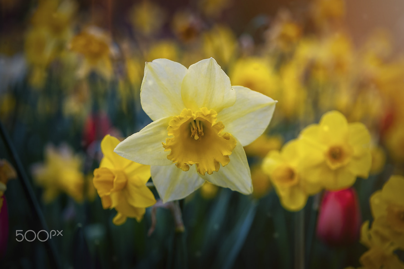 Nikon D3 sample photo. Daffodils photography