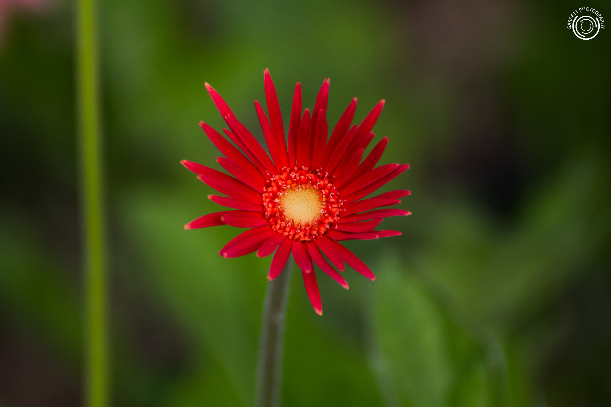 Tamron SP 35mm F1.8 Di VC USD sample photo. Flower power photography