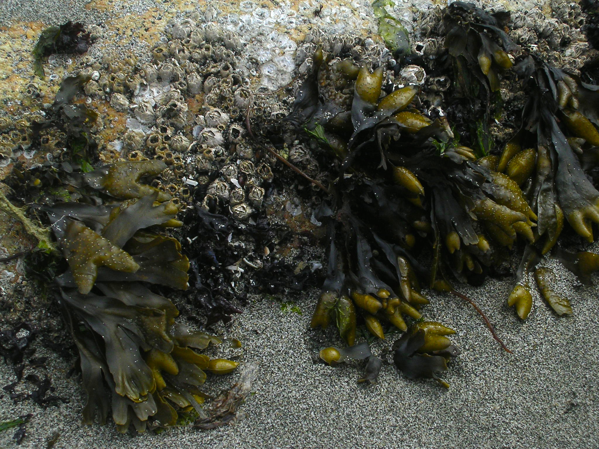 Nikon E3100 sample photo. Seaweed pods photography