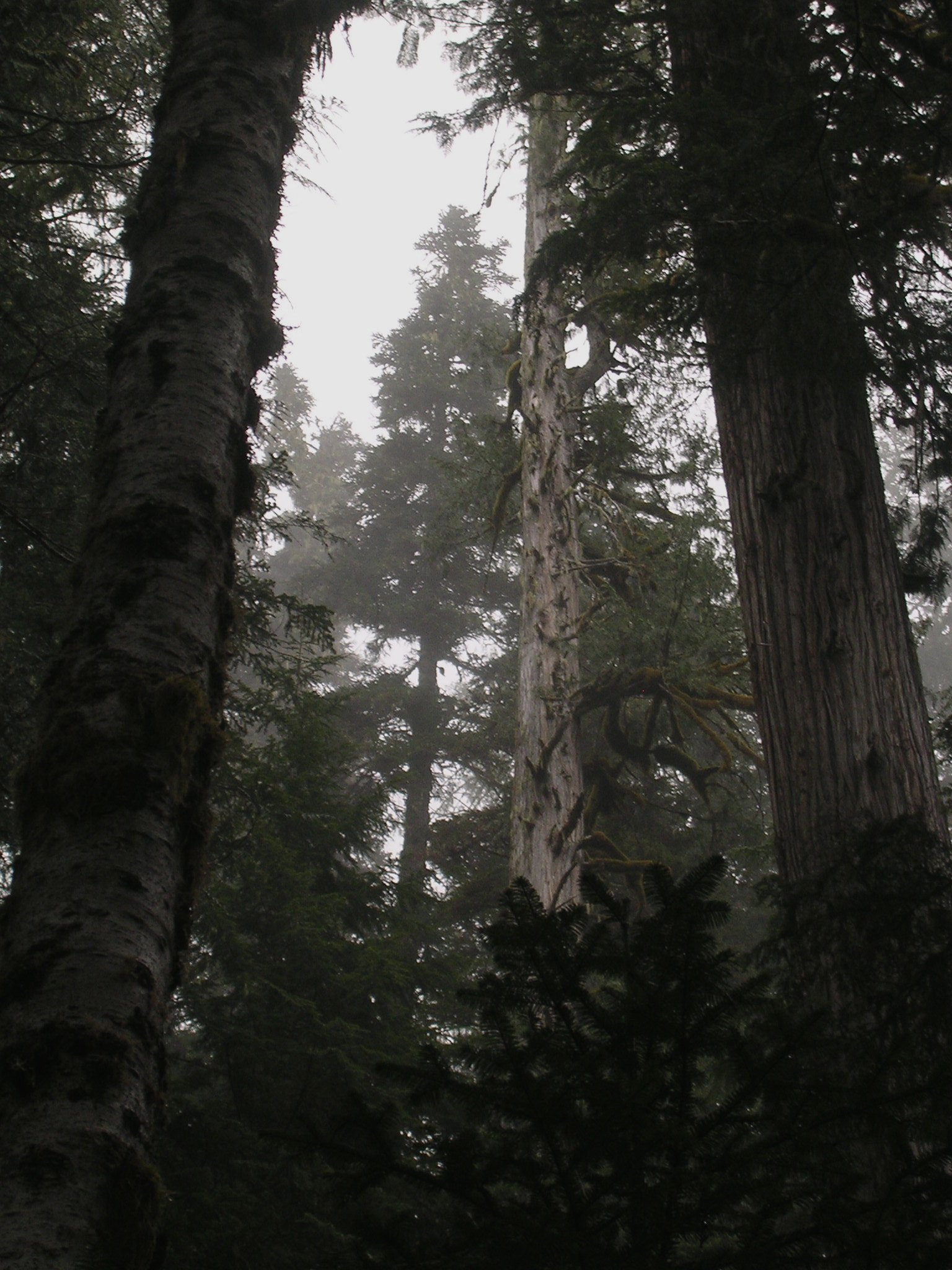 Nikon E3100 sample photo. Rainy pines photography