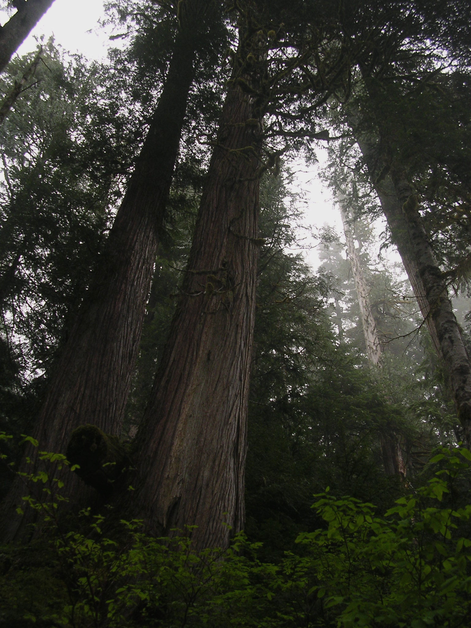 Nikon E3100 sample photo. Rainy pines photography