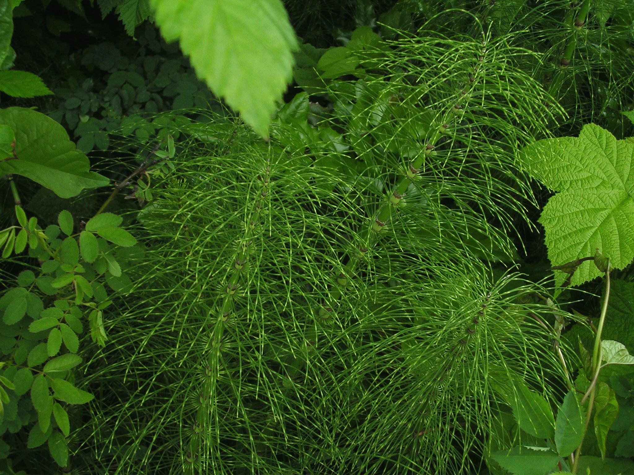 Nikon E3100 sample photo. Spiny plants photography