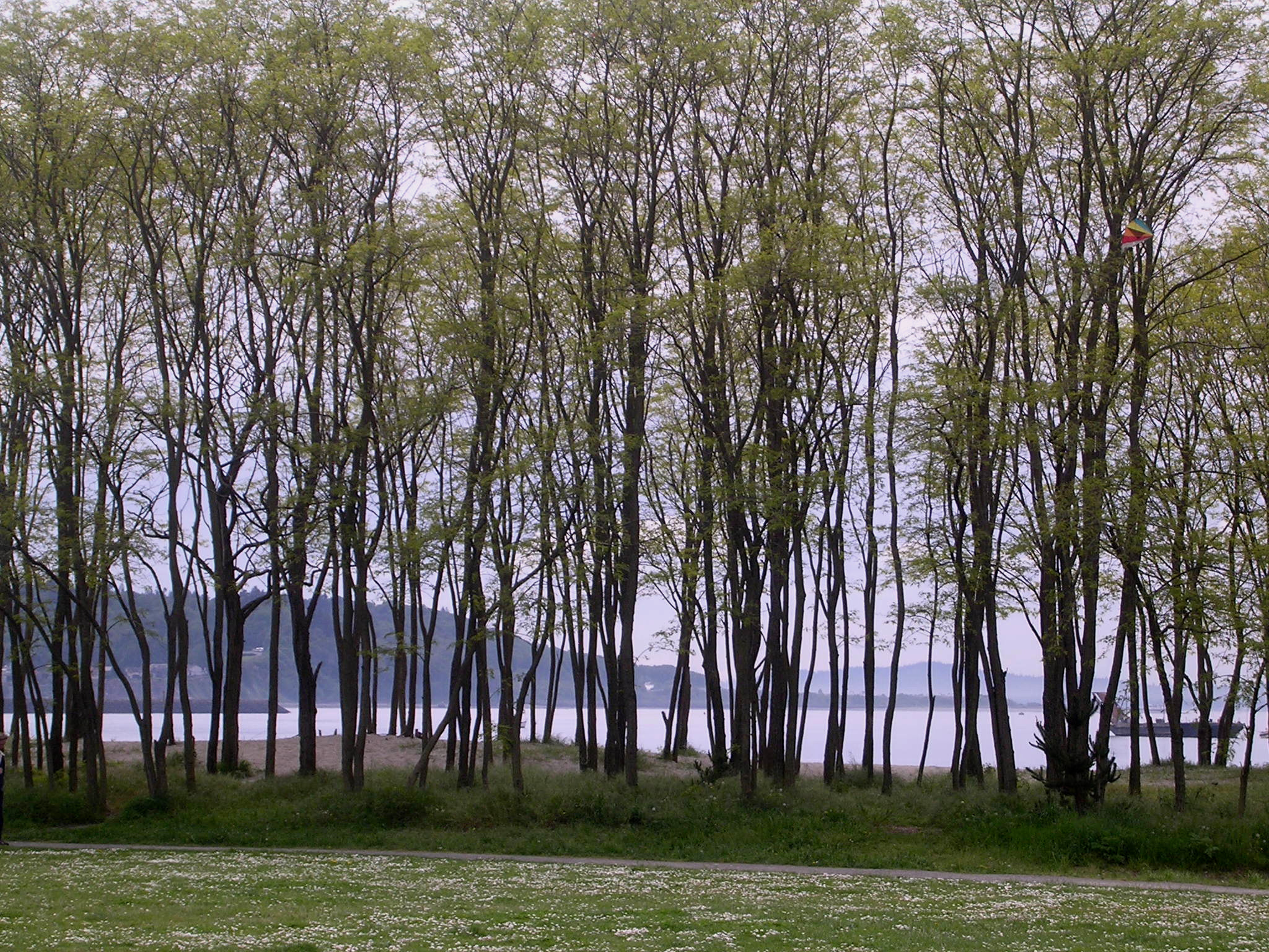 Nikon E3100 sample photo. Alki beach trees photography