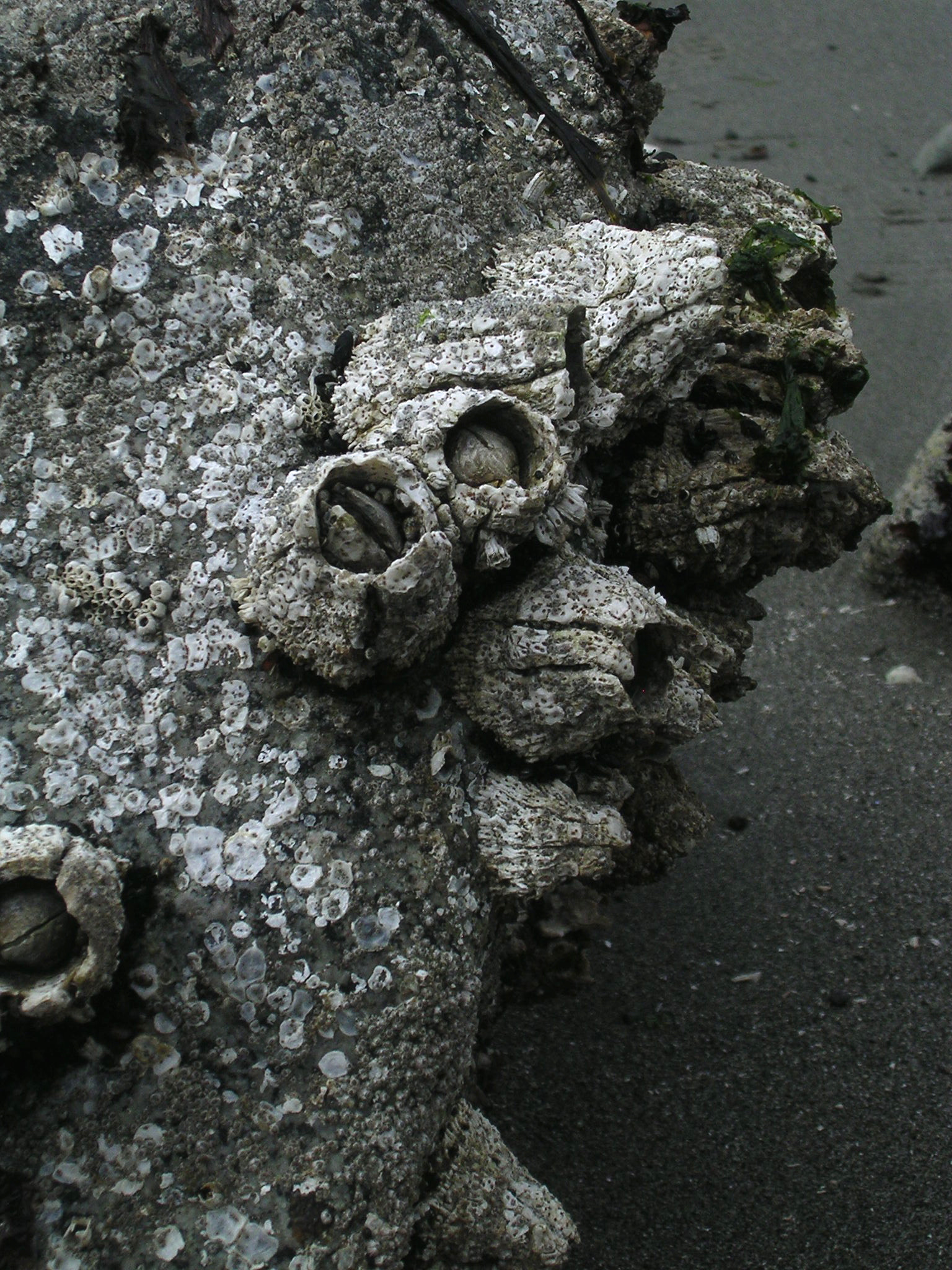 Nikon E3100 sample photo. Stony barnacles photography