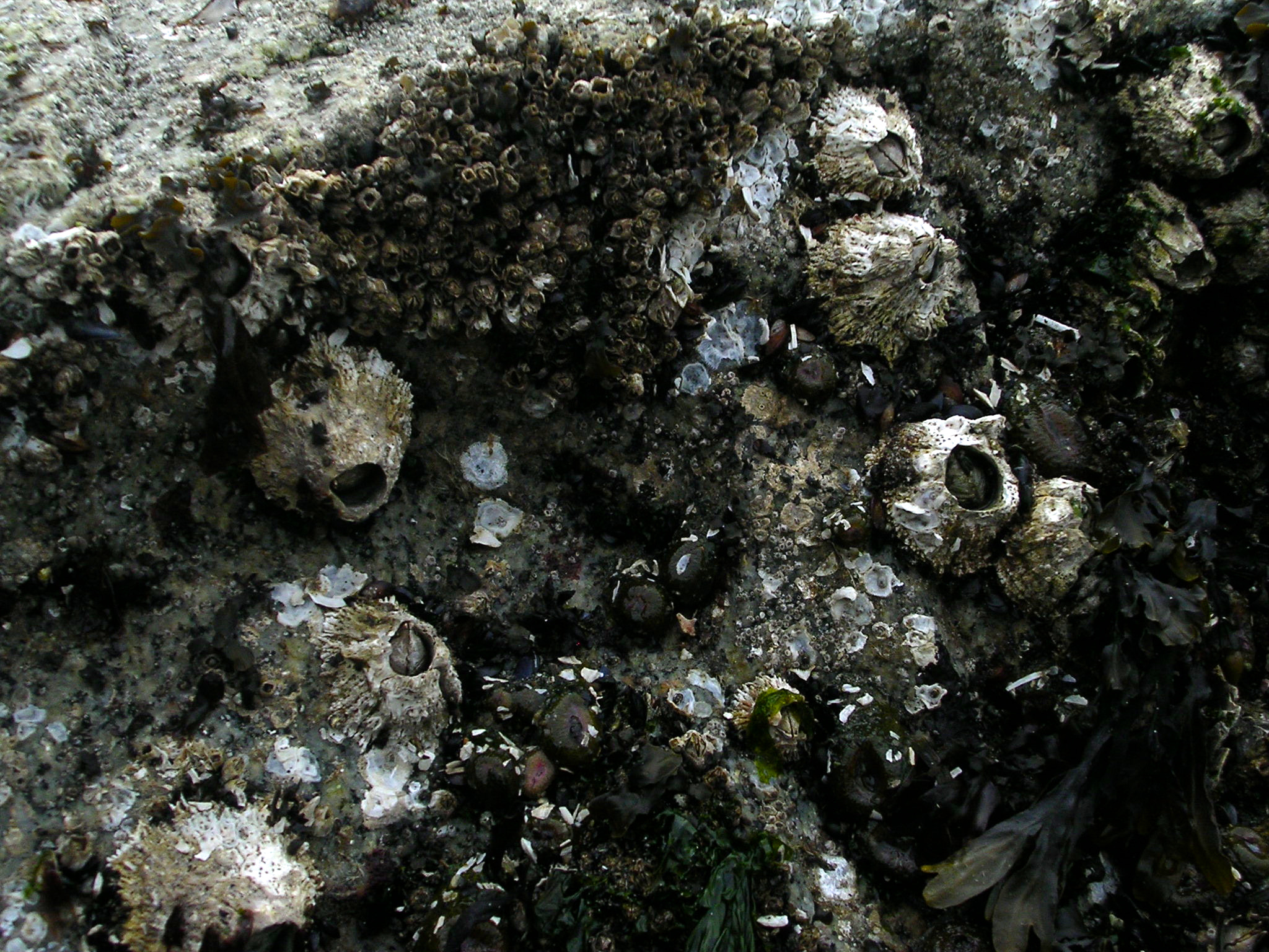 Nikon E3100 sample photo. White barnacles photography