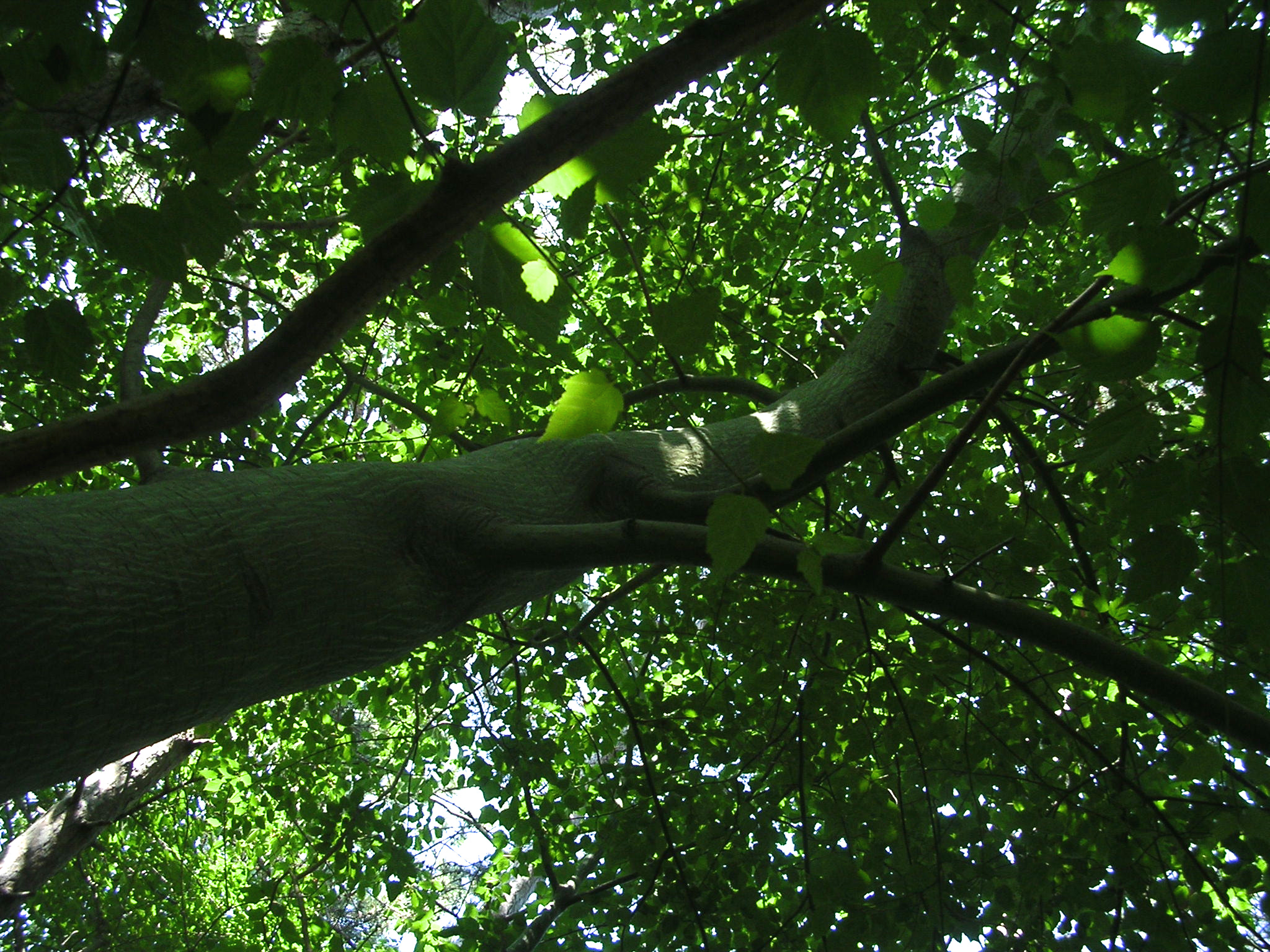 Nikon E3100 sample photo. Sunny sky through leaves photography