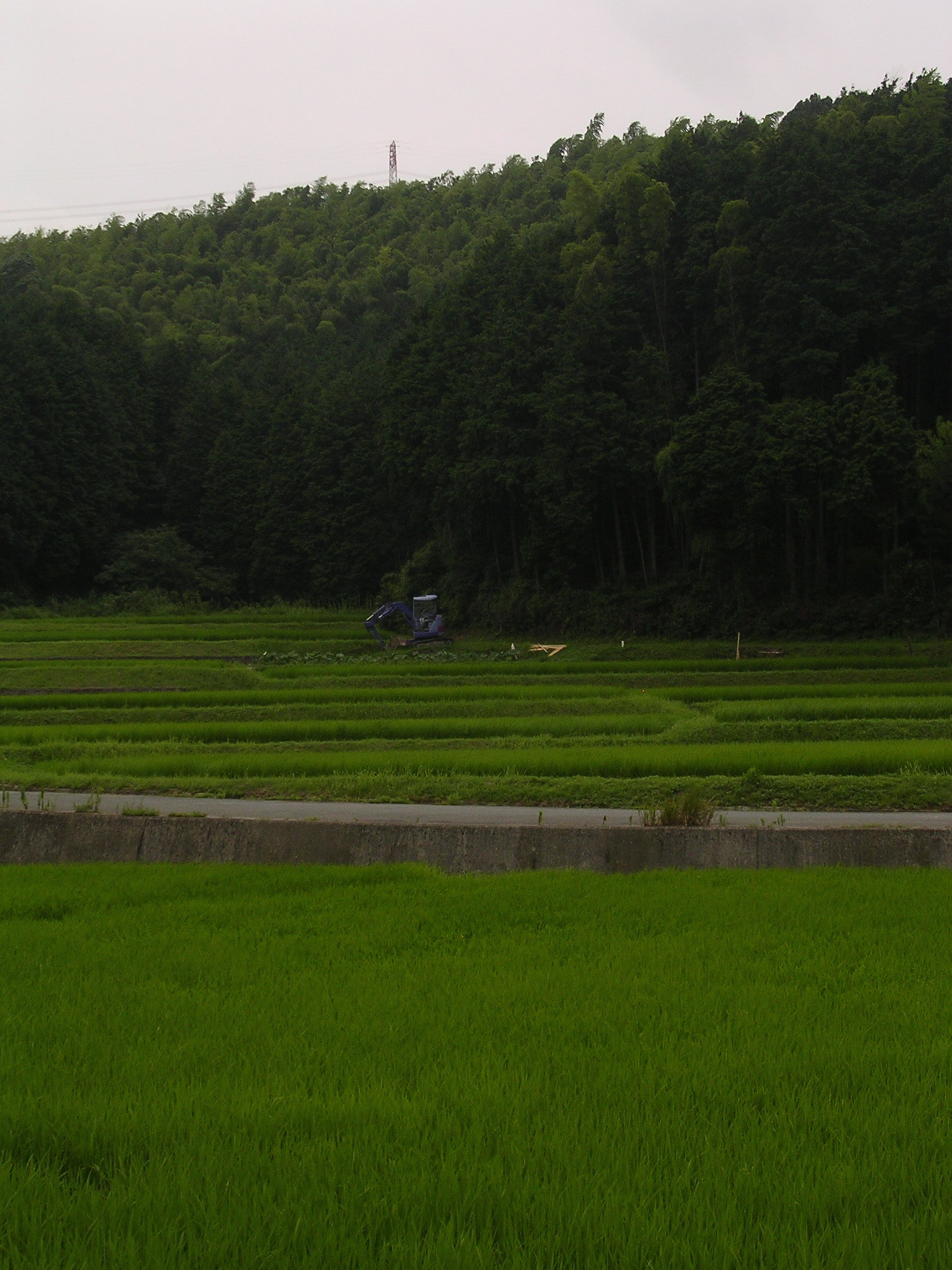 Nikon E3100 sample photo. Rice fields photography