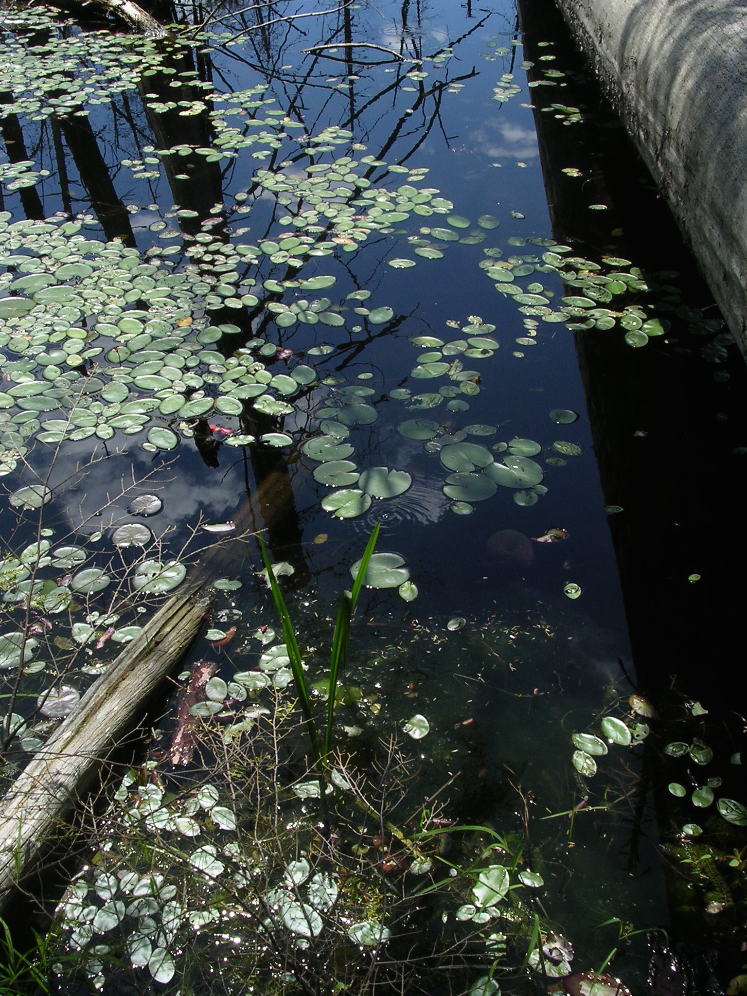 Nikon E3100 sample photo. Pads and log photography