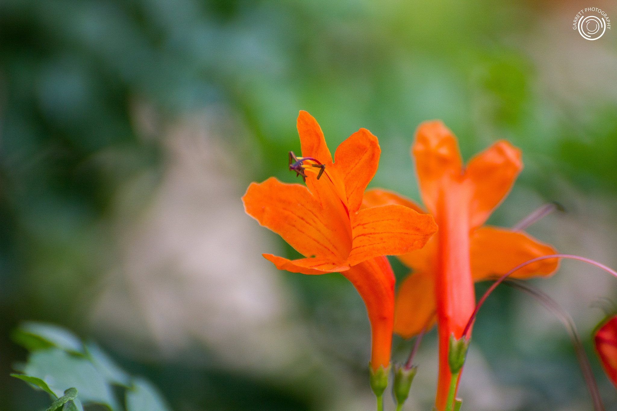 Tamron SP 35mm F1.8 Di VC USD sample photo. Nectar pot photography