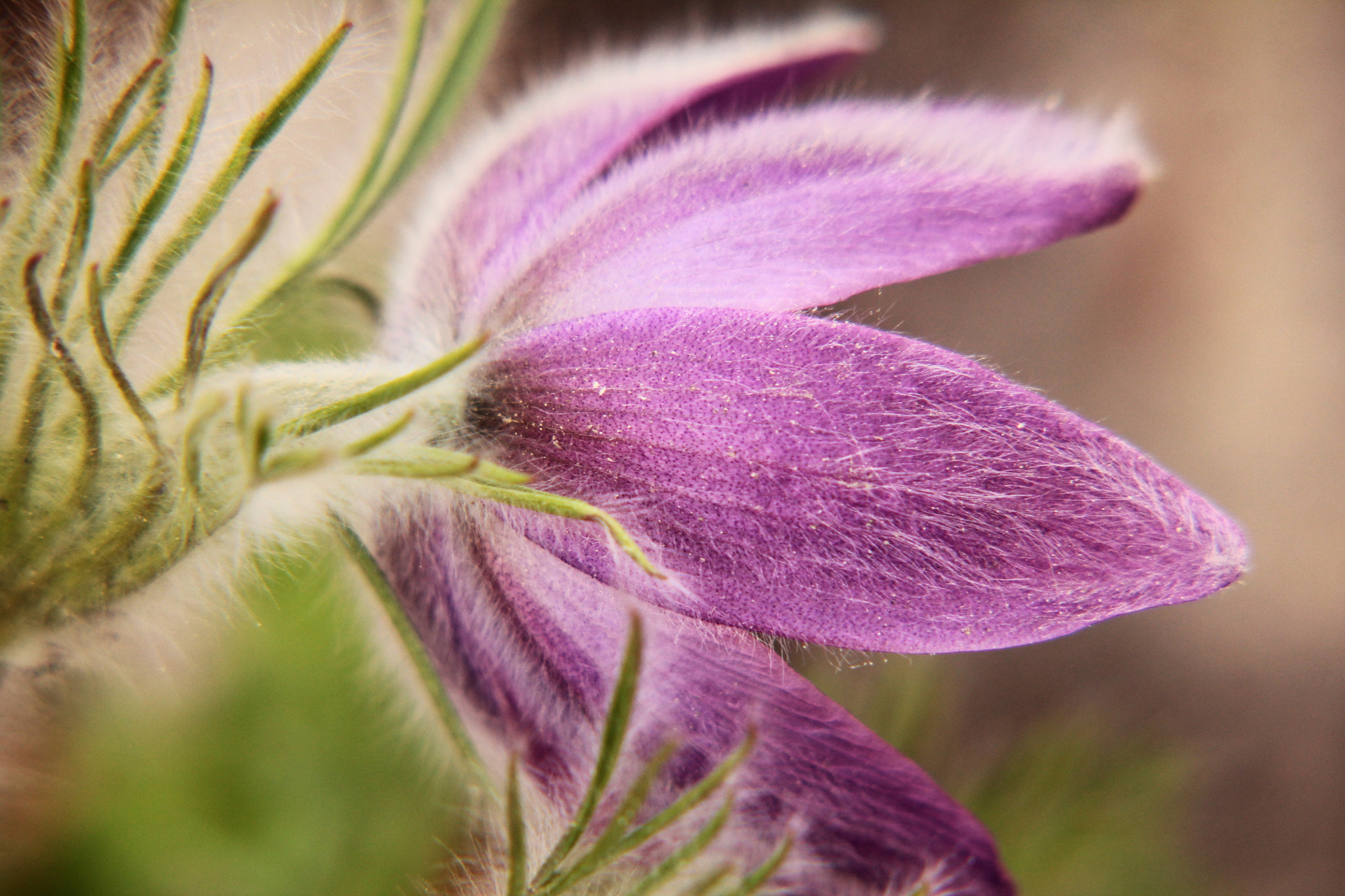 Canon EF-S 55-250mm F4-5.6 IS II sample photo. Pasque flower photography