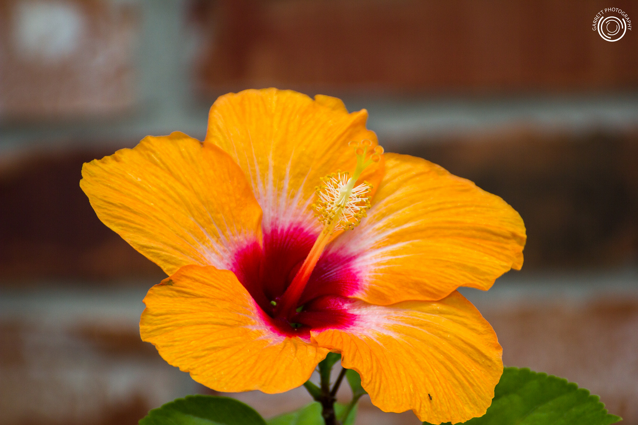 Tamron SP 35mm F1.8 Di VC USD sample photo. Summer flower 2 photography