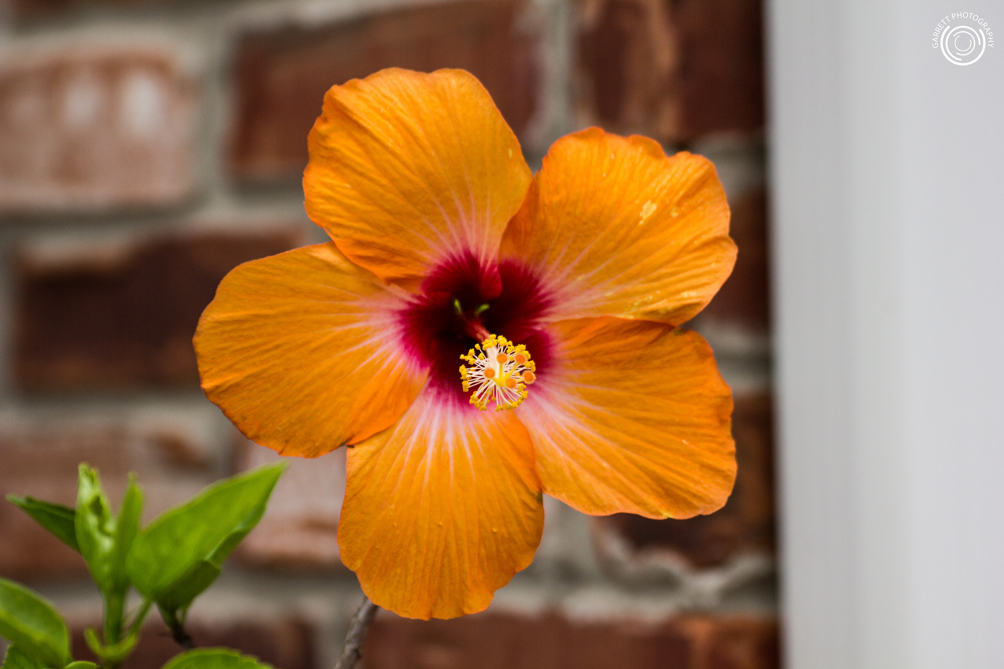 Tamron SP 35mm F1.8 Di VC USD sample photo. Summer flower 3 photography