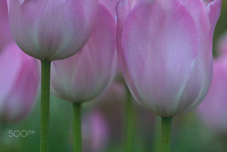 Canon EOS 400D (EOS Digital Rebel XTi / EOS Kiss Digital X) sample photo. Purple tulips photography