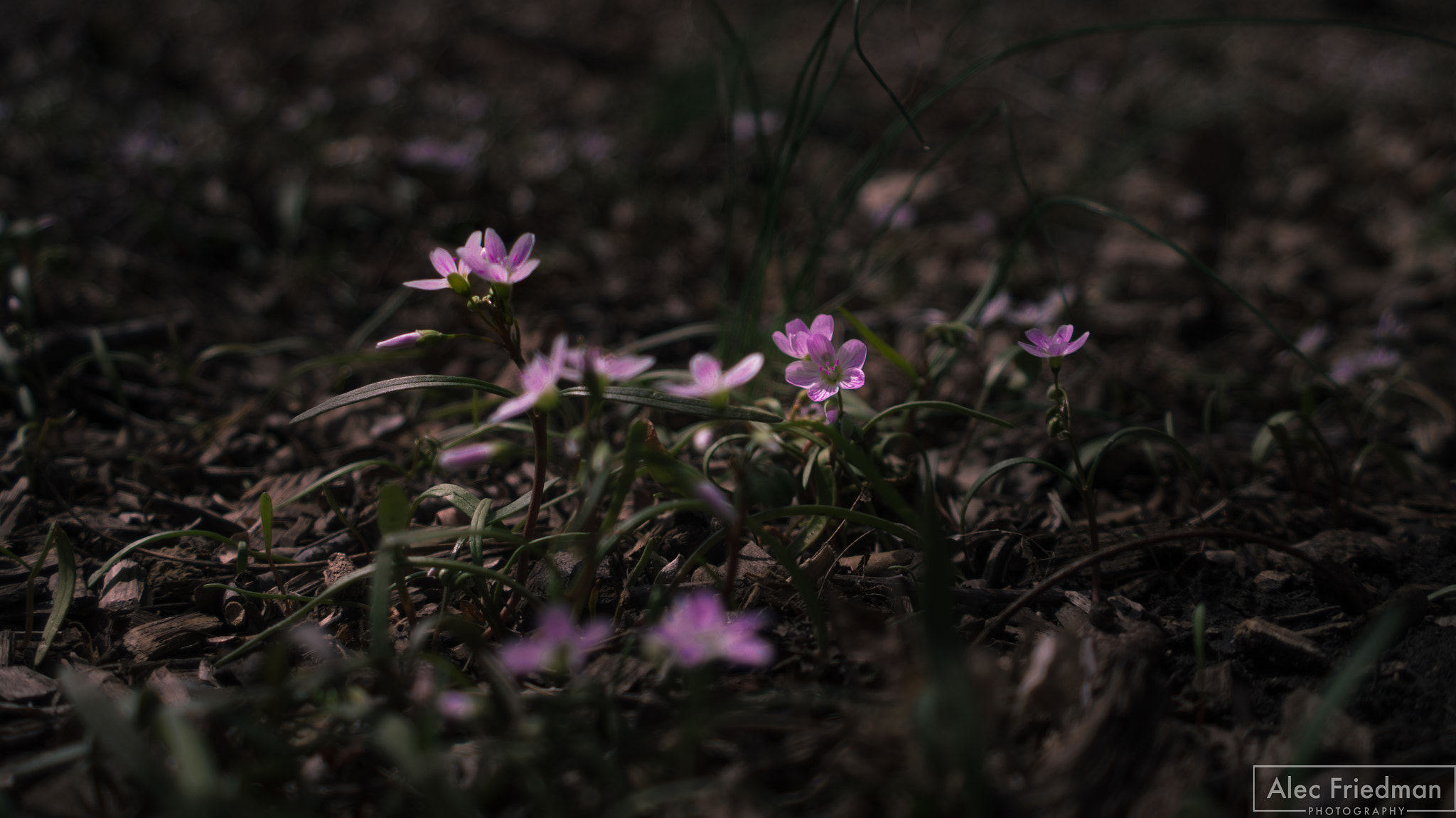 Minolta AF 35-80mm F4-5.6 sample photo. Flowers photography