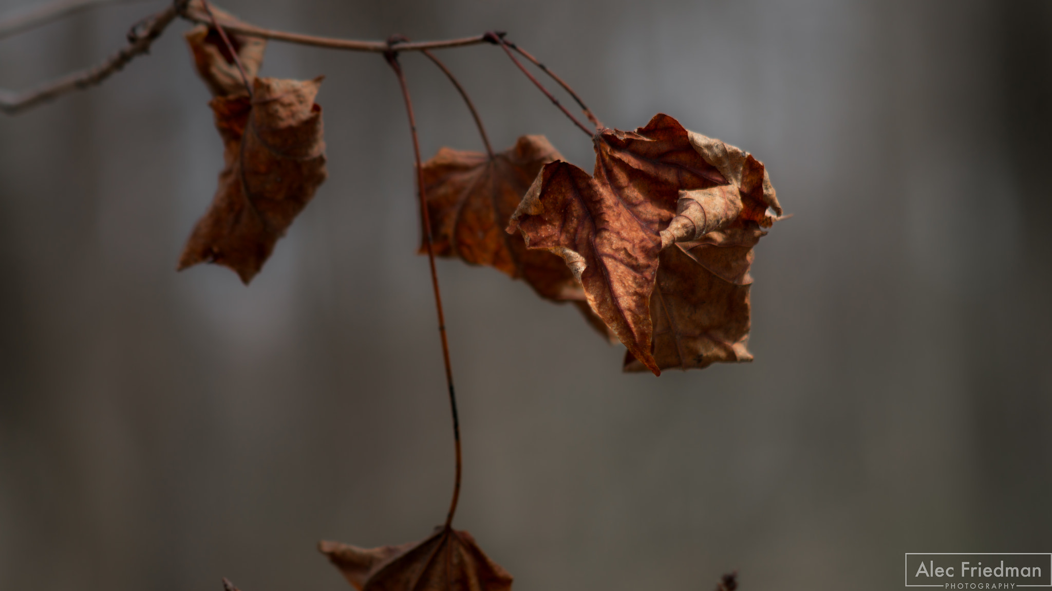 Sony SLT-A58 + Minolta AF 100-300mm F4.5-5.6 sample photo. In the forest photography