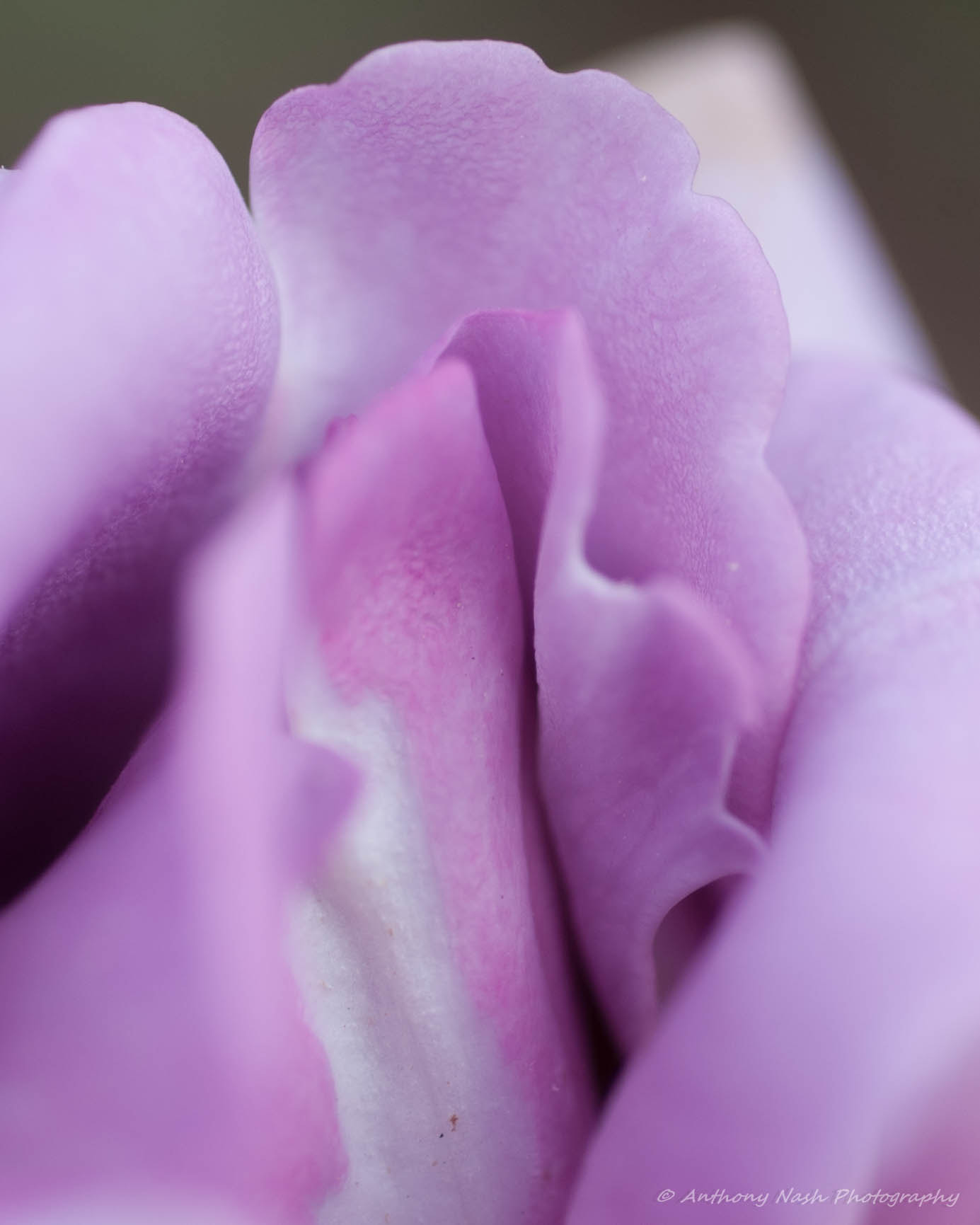 Nikon D3 + Nikon AF Micro-Nikkor 60mm F2.8D sample photo. Wicked garden 2 photography
