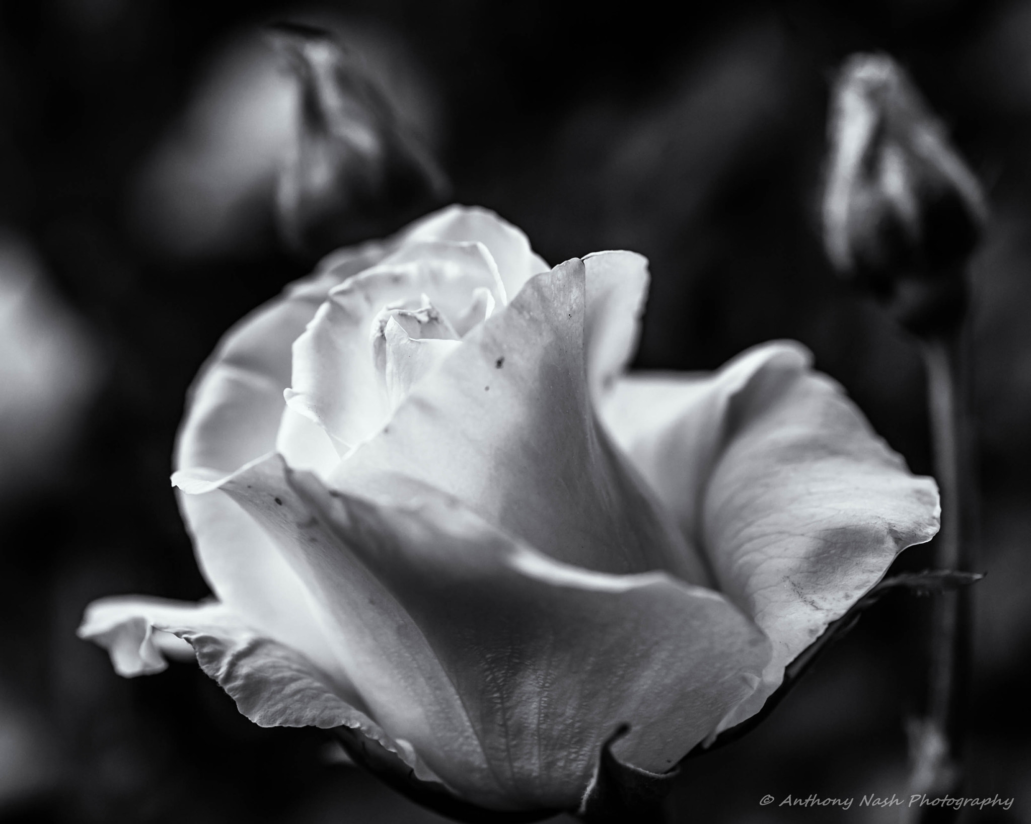 Nikon D3 + Nikon AF Micro-Nikkor 60mm F2.8D sample photo. The white rose-light photography