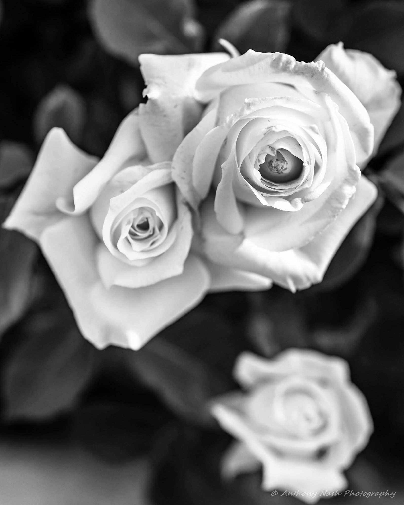Nikon D3 + Nikon AF Micro-Nikkor 60mm F2.8D sample photo. The white rose-threesome photography