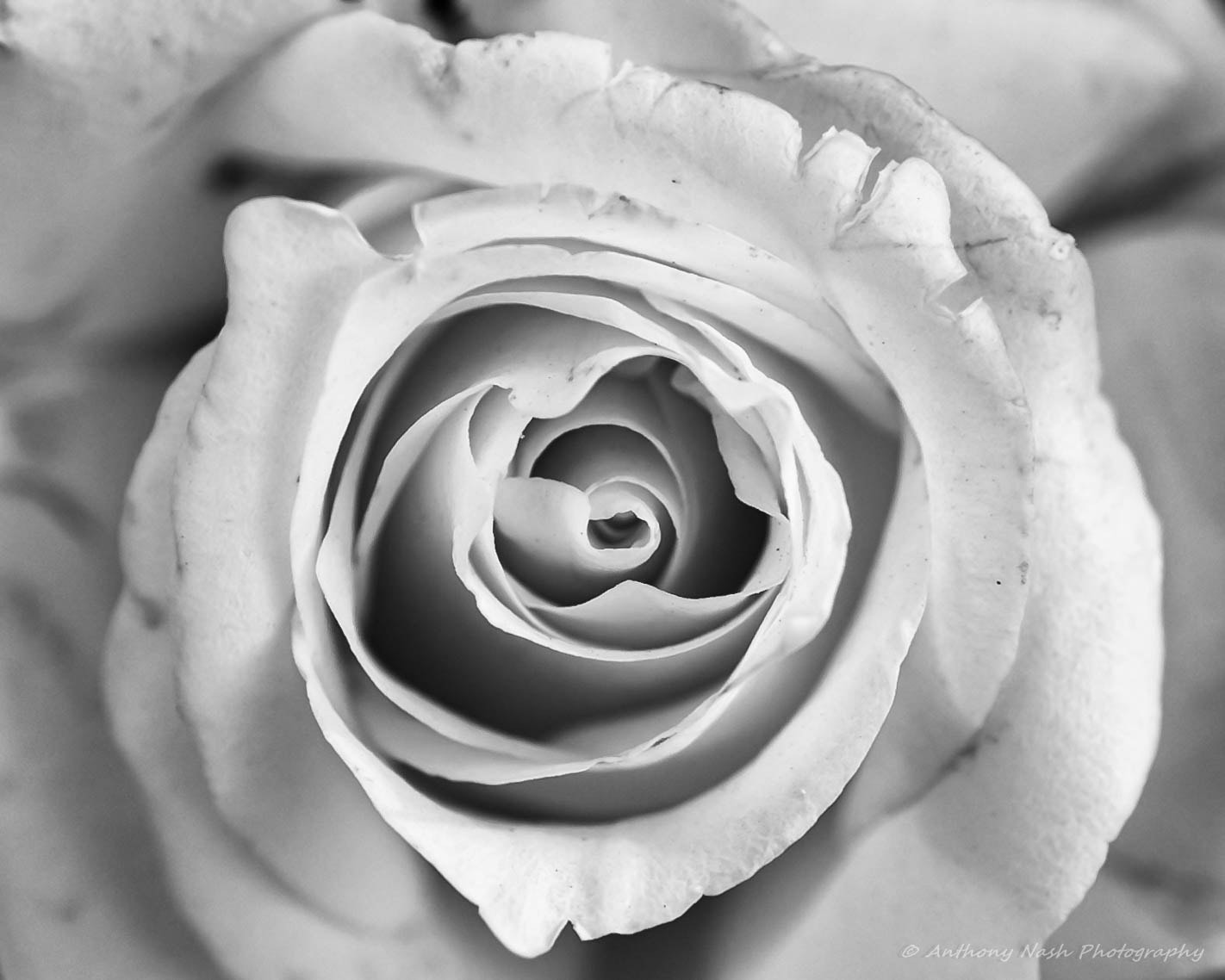 Nikon D3 + Nikon AF Micro-Nikkor 60mm F2.8D sample photo. The white rose-spirals photography