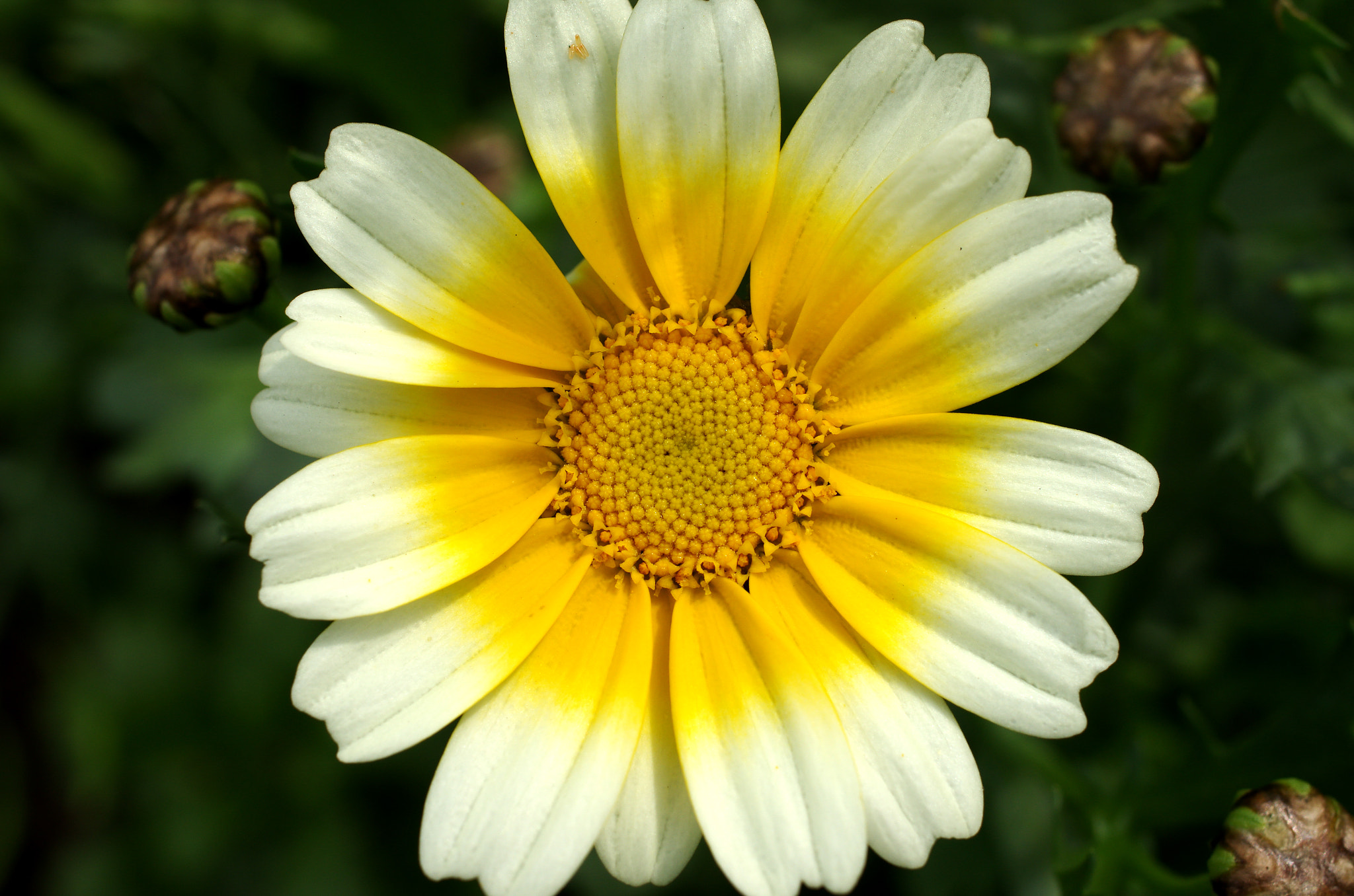 Pentax K-5 + HD Pentax DA 35mm F2.8 Macro Limited sample photo. Flower photography