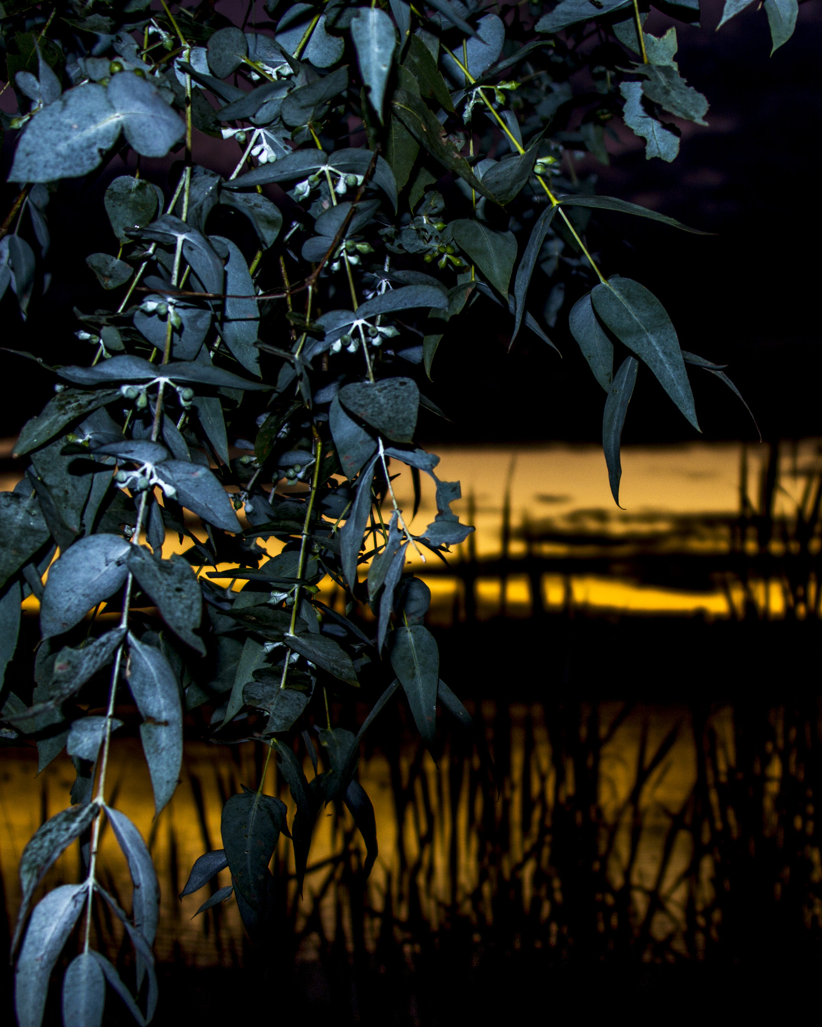 Canon EF 28-300mm F3.5-5.6L IS USM sample photo. Gum tree sunset photography