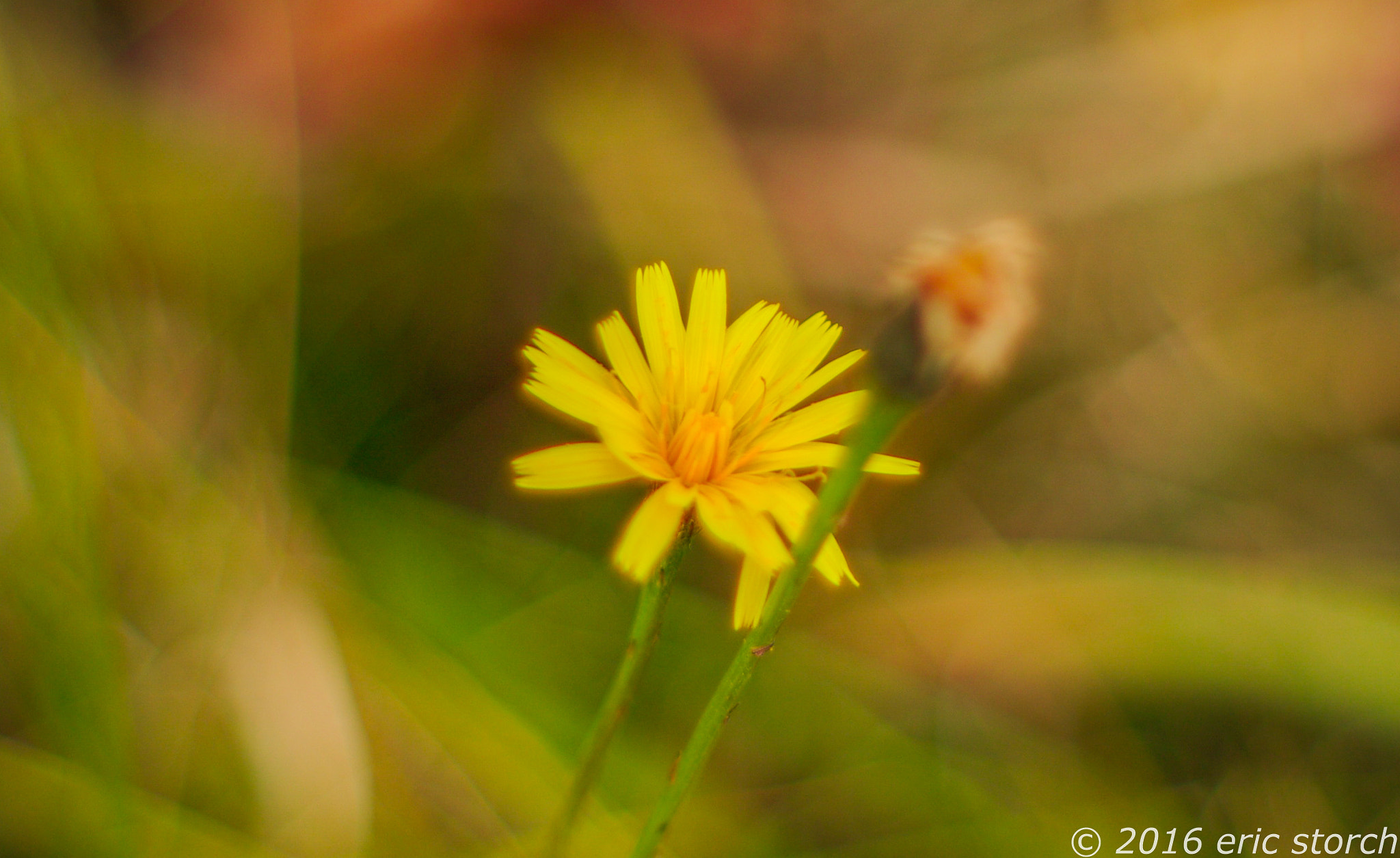 Pentax K10D + A Series Lens sample photo. Yellow photography