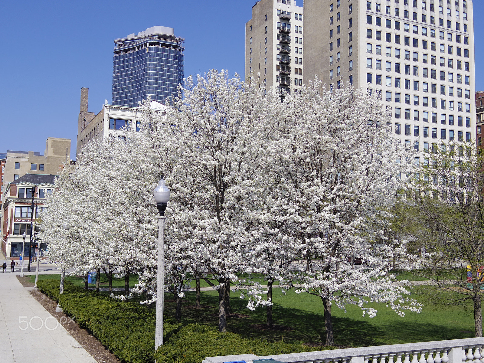 Pentax Q-S1 + Pentax 01 Standard Prime sample photo. Chicago spring flowers photography