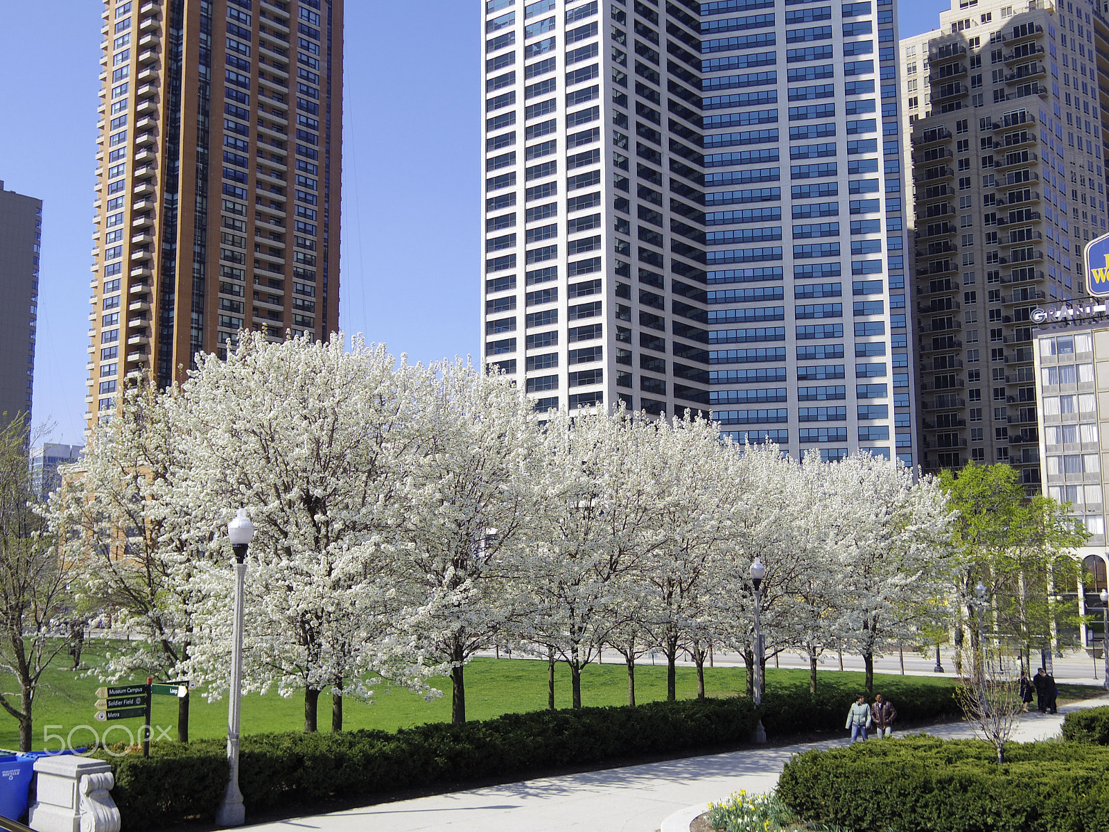 Pentax Q-S1 sample photo. Chicago spring flowers photography