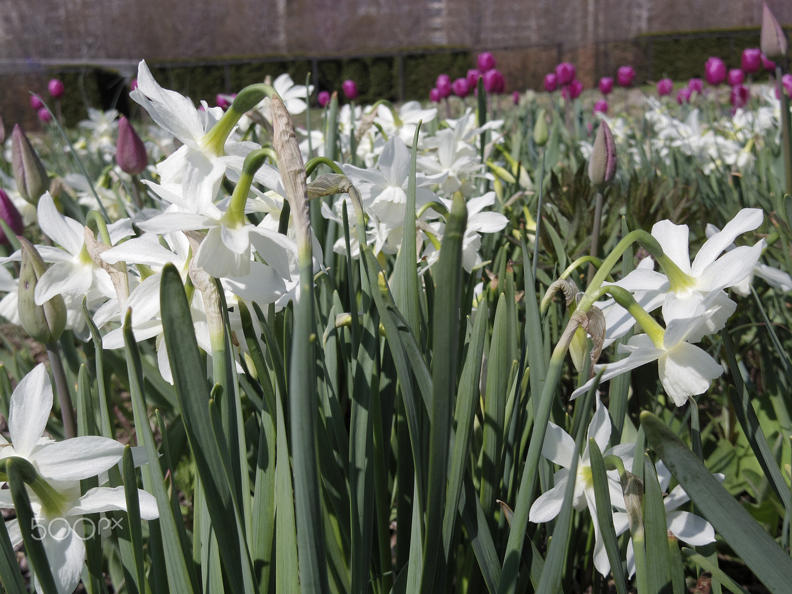 Pentax Q-S1 + Pentax 01 Standard Prime sample photo. Chicago spring flowers photography