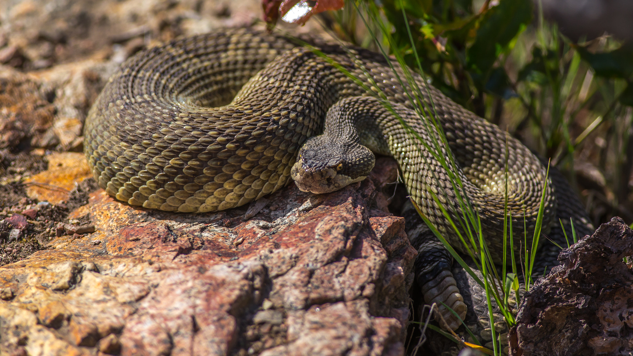 Canon EOS 6D + Canon EF 400mm F5.6L USM sample photo. Viper photography