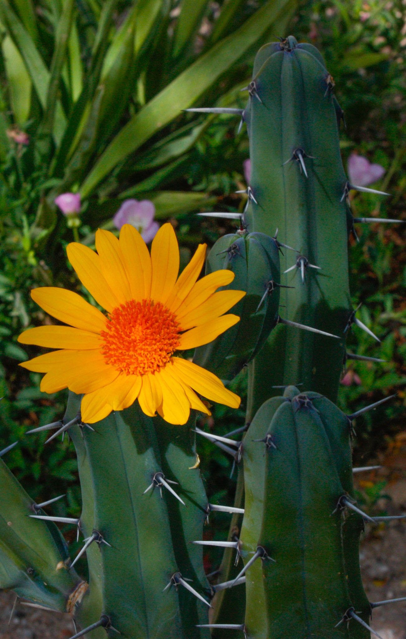 Tamron SP AF 70-200mm F2.8 Di LD (IF) MACRO sample photo