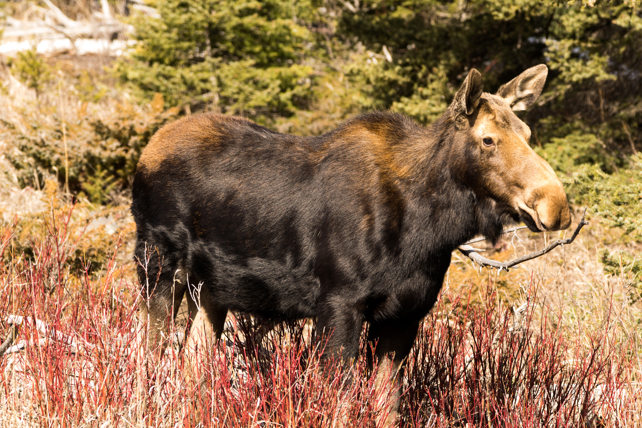 Sigma 150-600mm F5-6.3 DG OS HSM | C sample photo. Moose on the gallatin photography