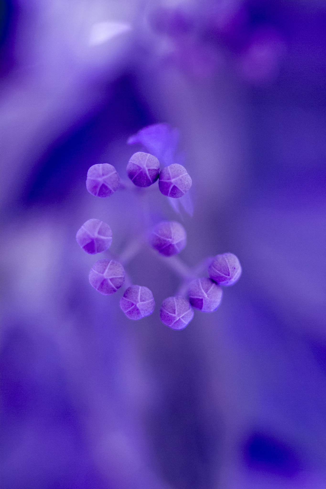 Sigma 24mm f/1.8 DG Macro EX sample photo. Flor photography