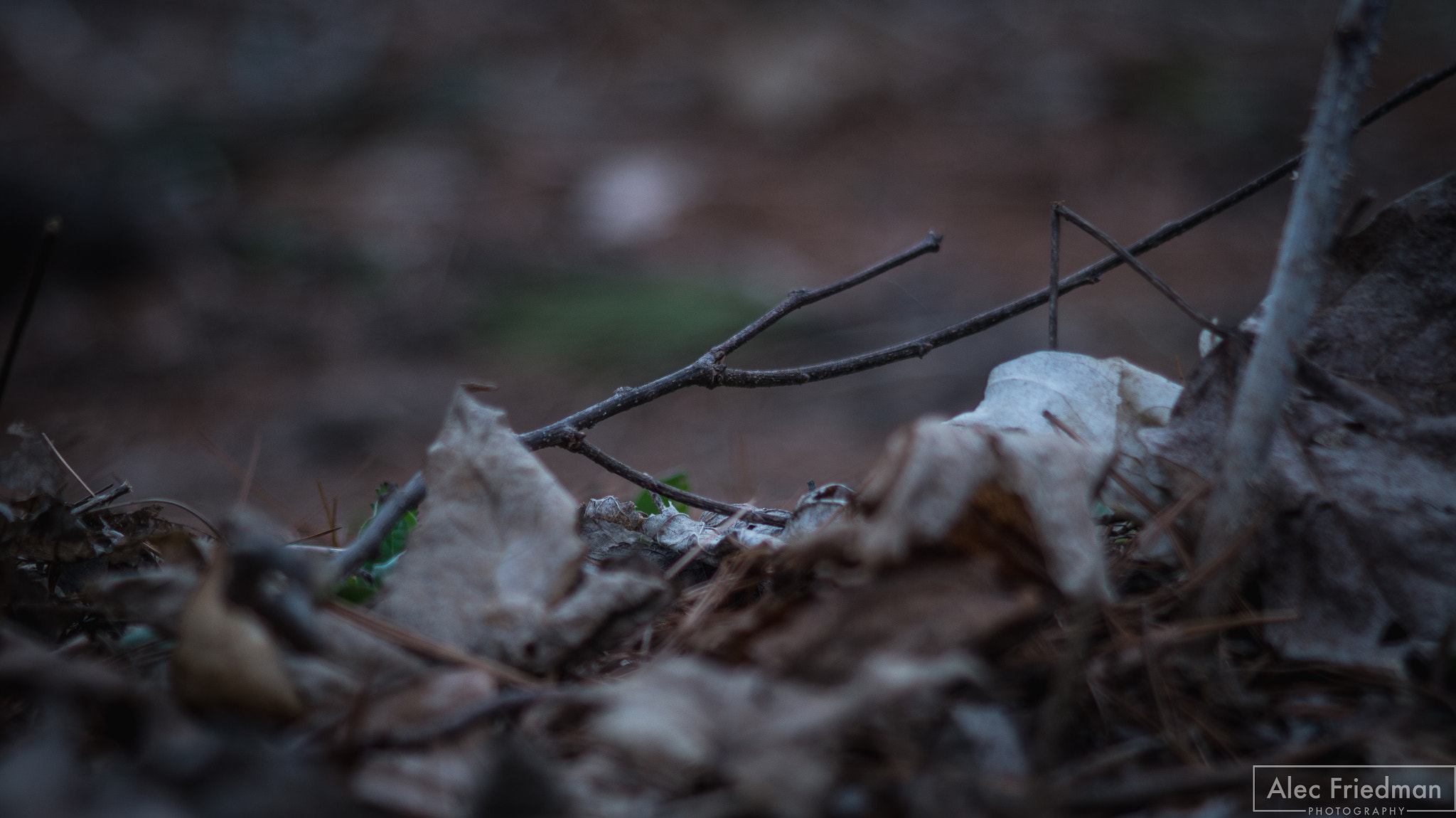 Sony SLT-A58 + Minolta AF 100-300mm F4.5-5.6 sample photo. Forest floor photography